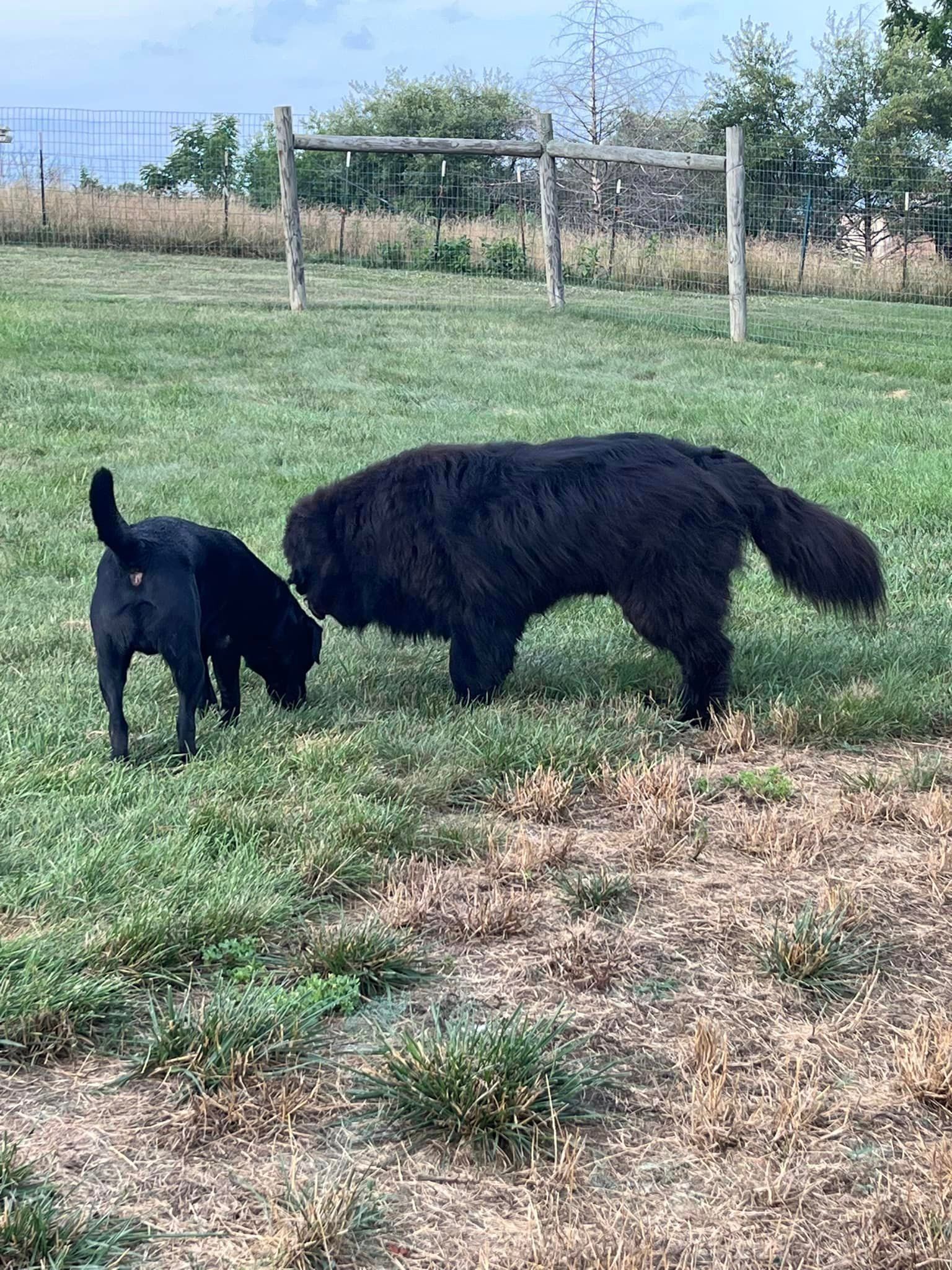 two black dogs are playing in a grassy field .