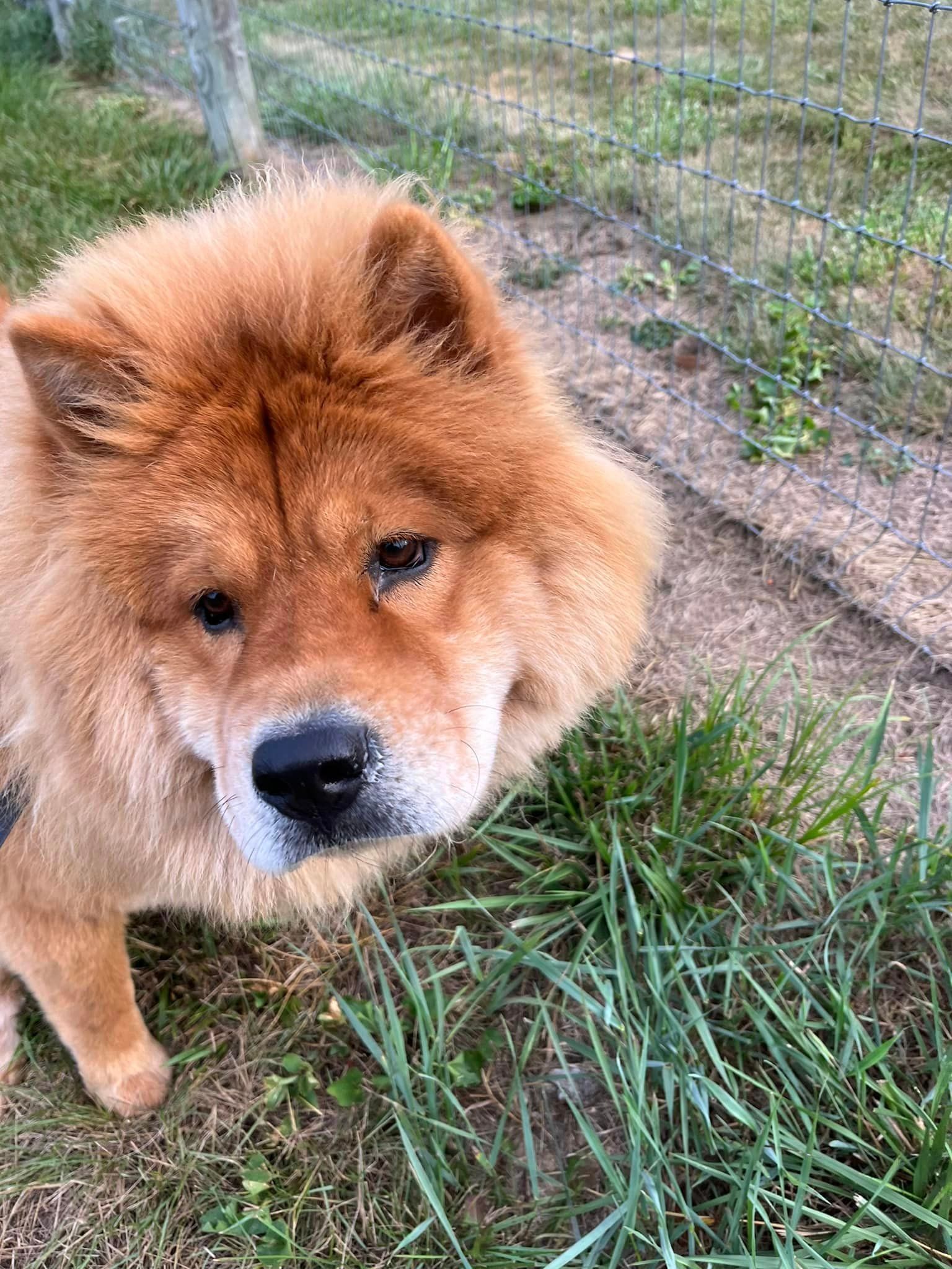 a brown dog is standing in the grass and looking at the camera .