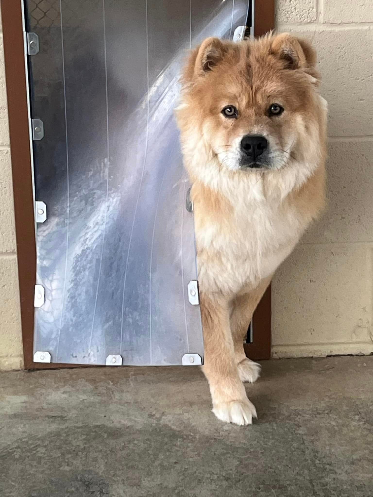 a brown and white dog is standing in front of a dog door .
