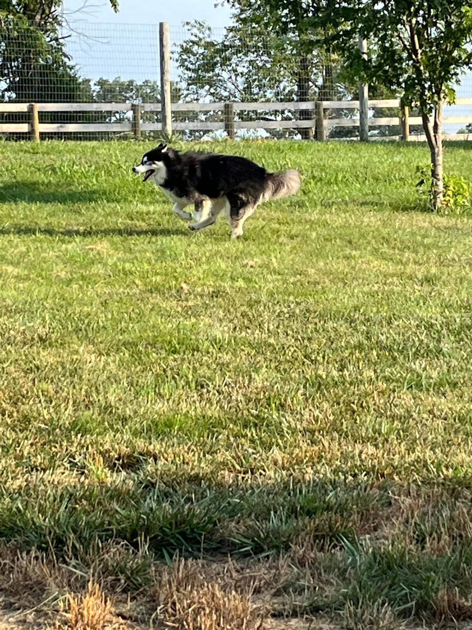 a black and white dog is running through a grassy field .