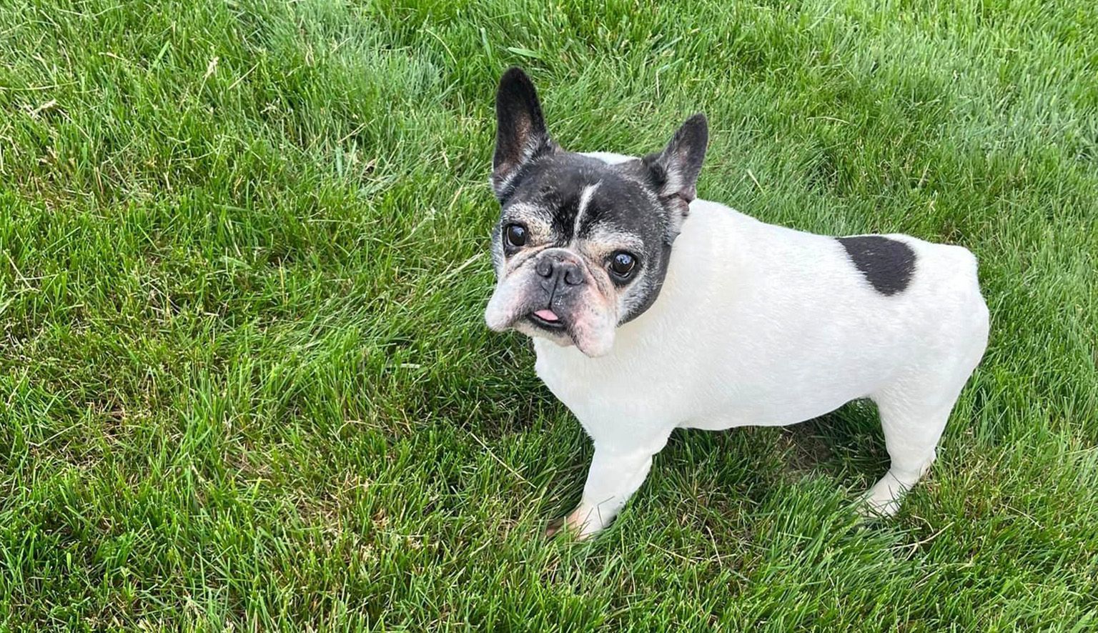 a black and white french bulldog is standing in the grass .
