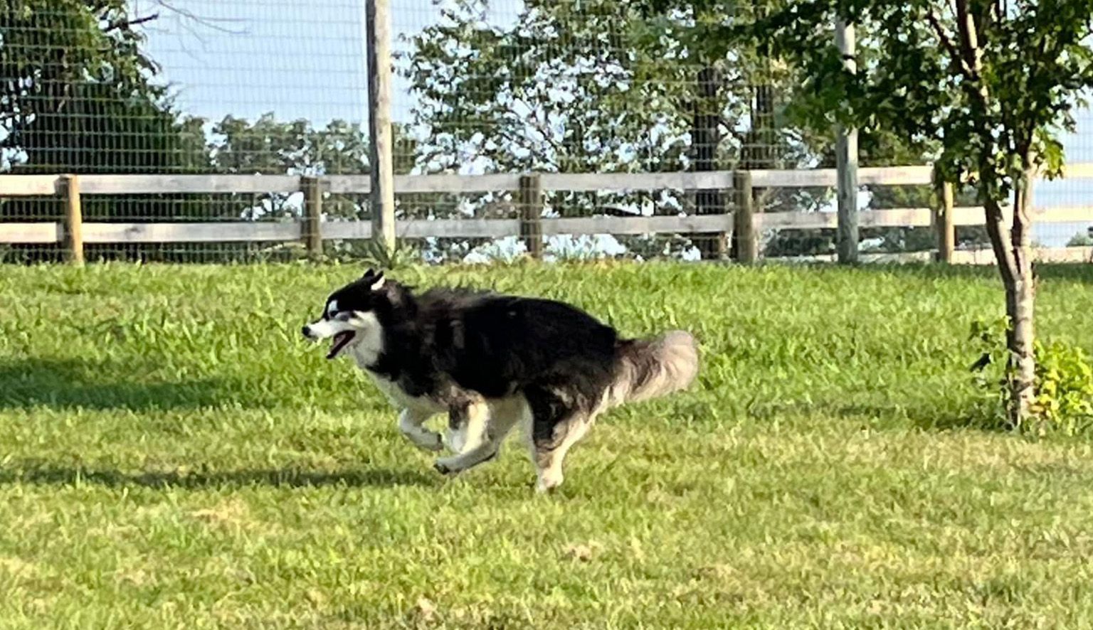 a black and white dog is running in a grassy field .