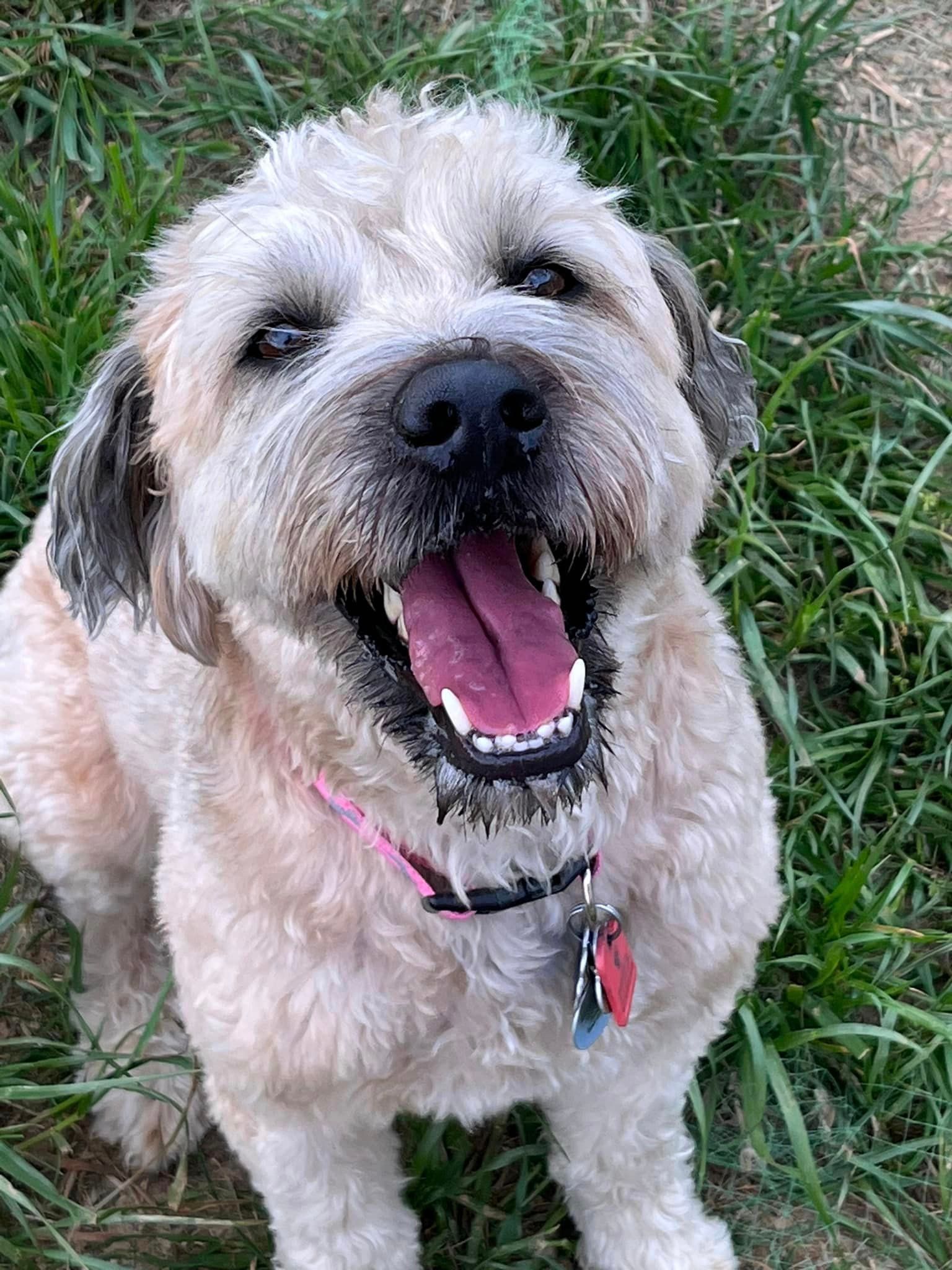 a small dog is sitting in the grass with its tongue hanging out .