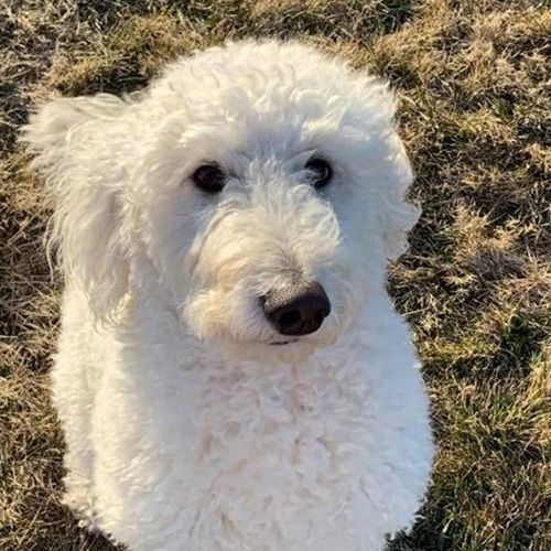 a white dog is sitting in the grass and looking up at the camera .