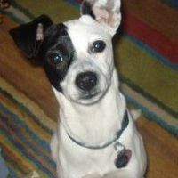 a black and white dog is sitting on a rug and looking at the camera .