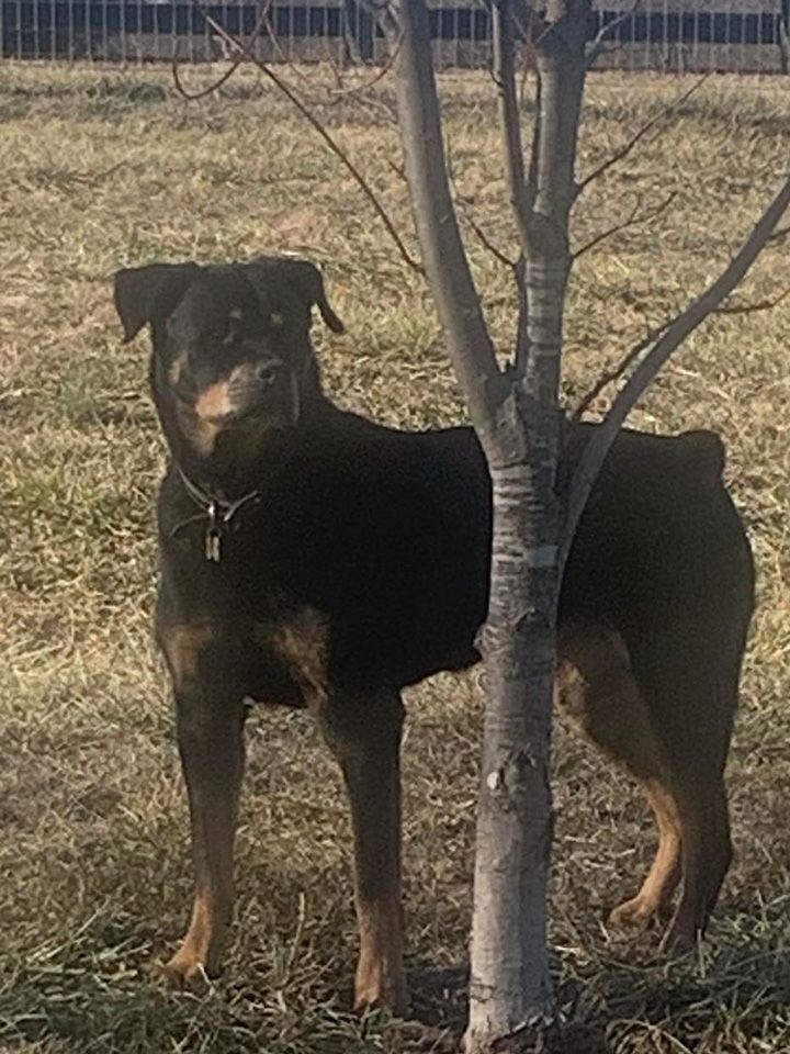a black and brown dog is standing next to a tree in a field .