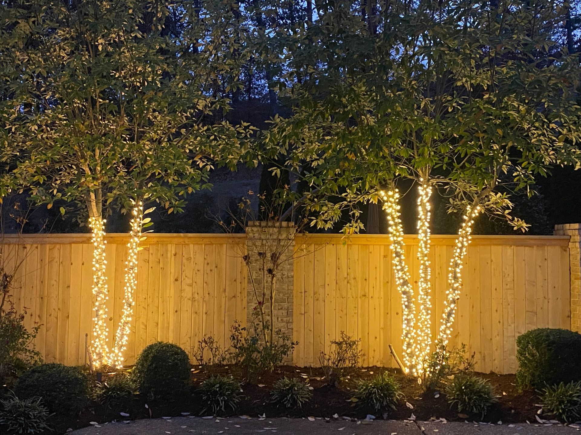 Two trees wrapped in warm white lights, set against a wooden fence. The scene is illuminated at dusk.