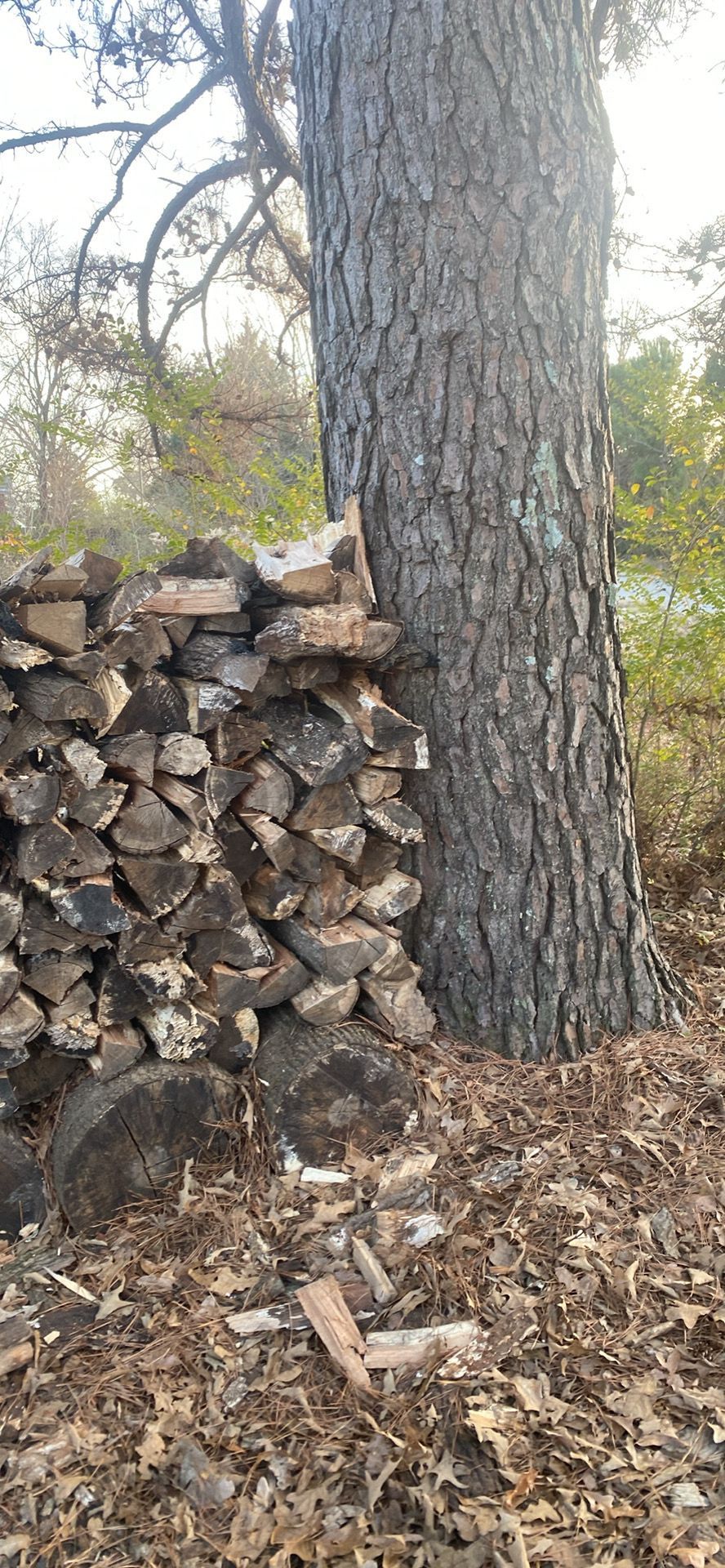 Firewood stacked next to a large tree. The ground is covered with leaves.