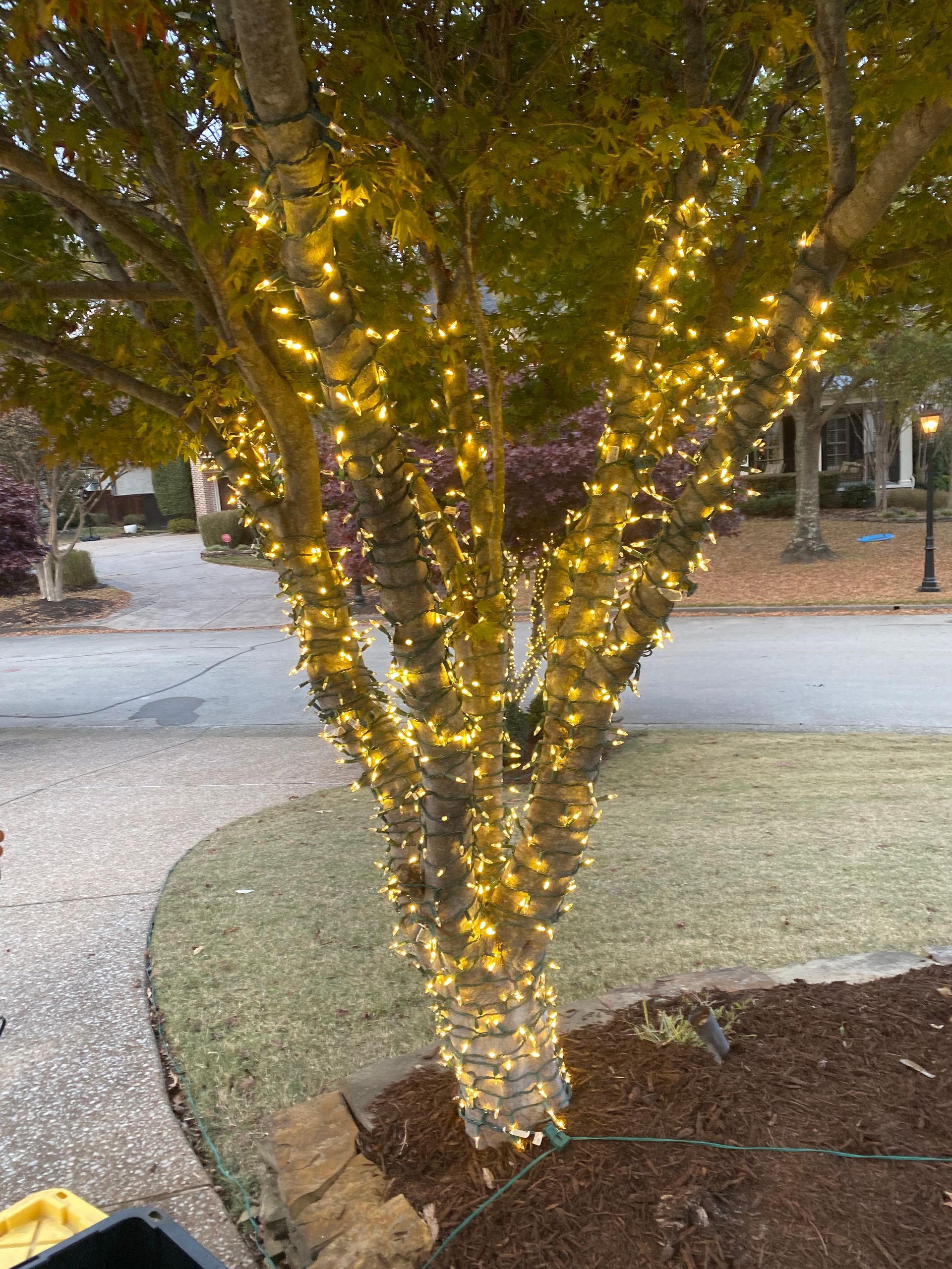 Tree wrapped in warm white lights illuminating a residential area at dusk. The tree stands on a lawn next to a sidewalk.