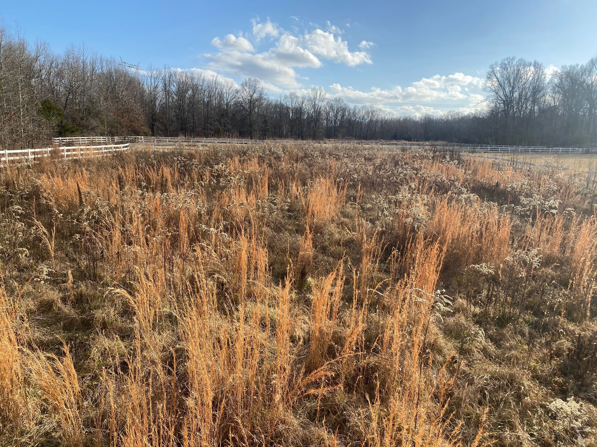 A field of dry brown grasses and foliage under a partly cloudy blue sky, with bare trees in the background.