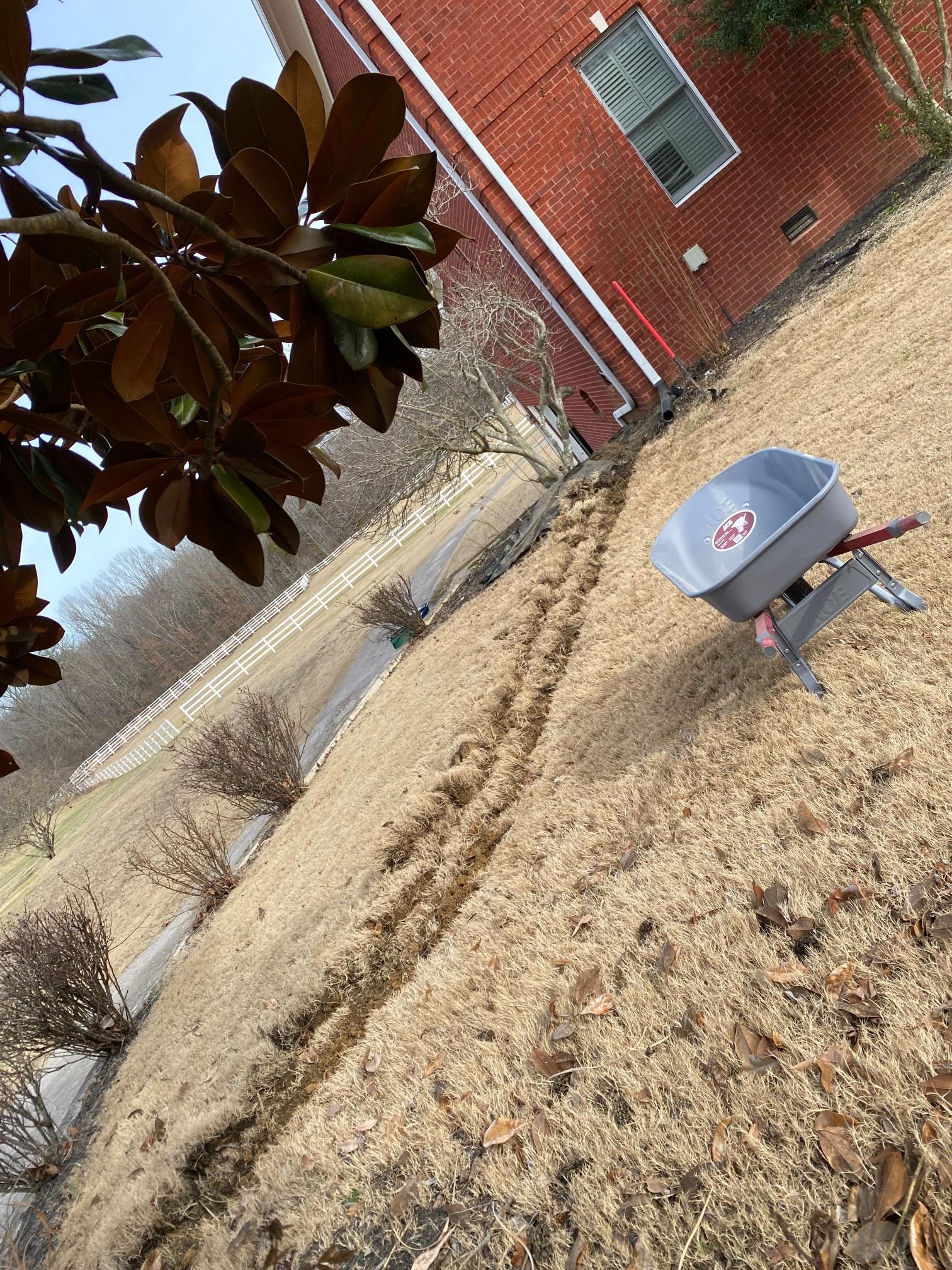 A person spreading fertilizer on a dormant lawn beside a brick building. A silver spreader sits on the grass.