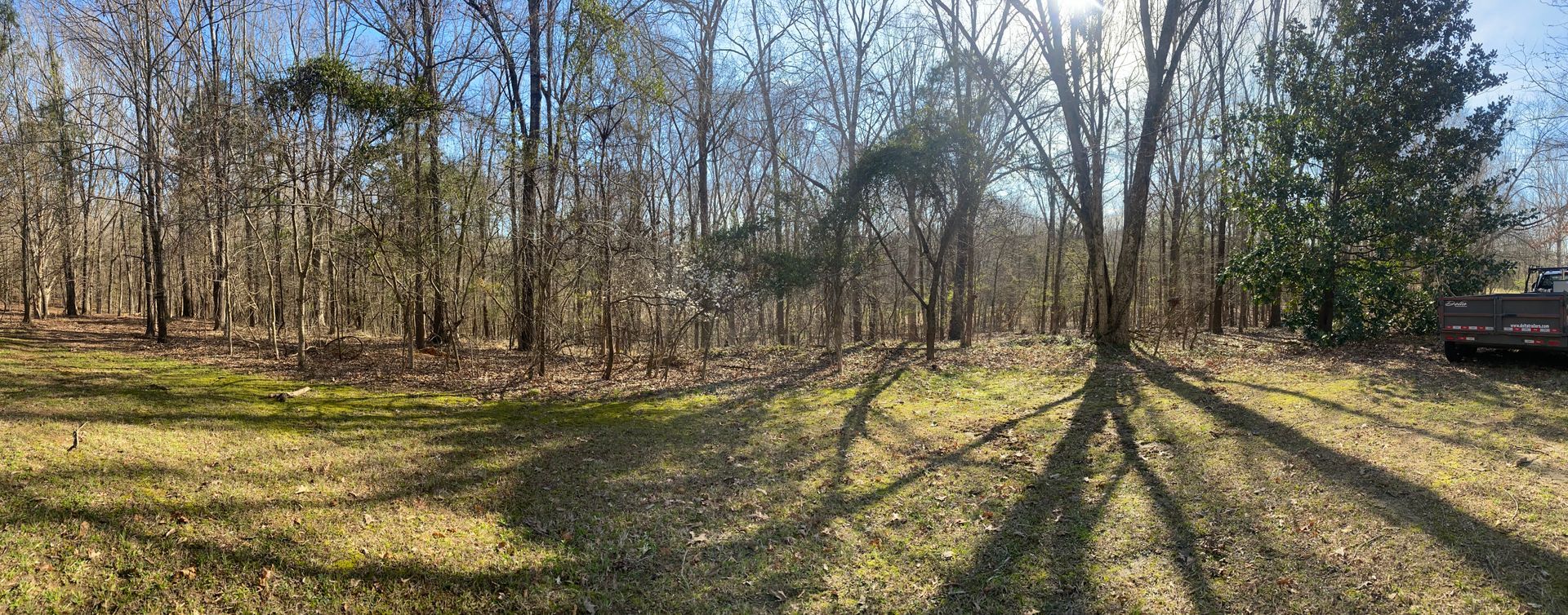 A sunny forest scene with bare trees casting long shadows over a grassy area.