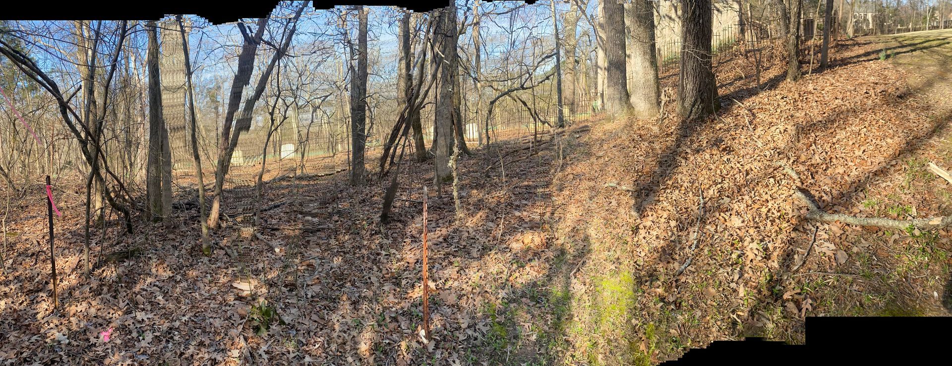 A wooded area with brown leaves on the ground, leafless trees, and a sunny sky.