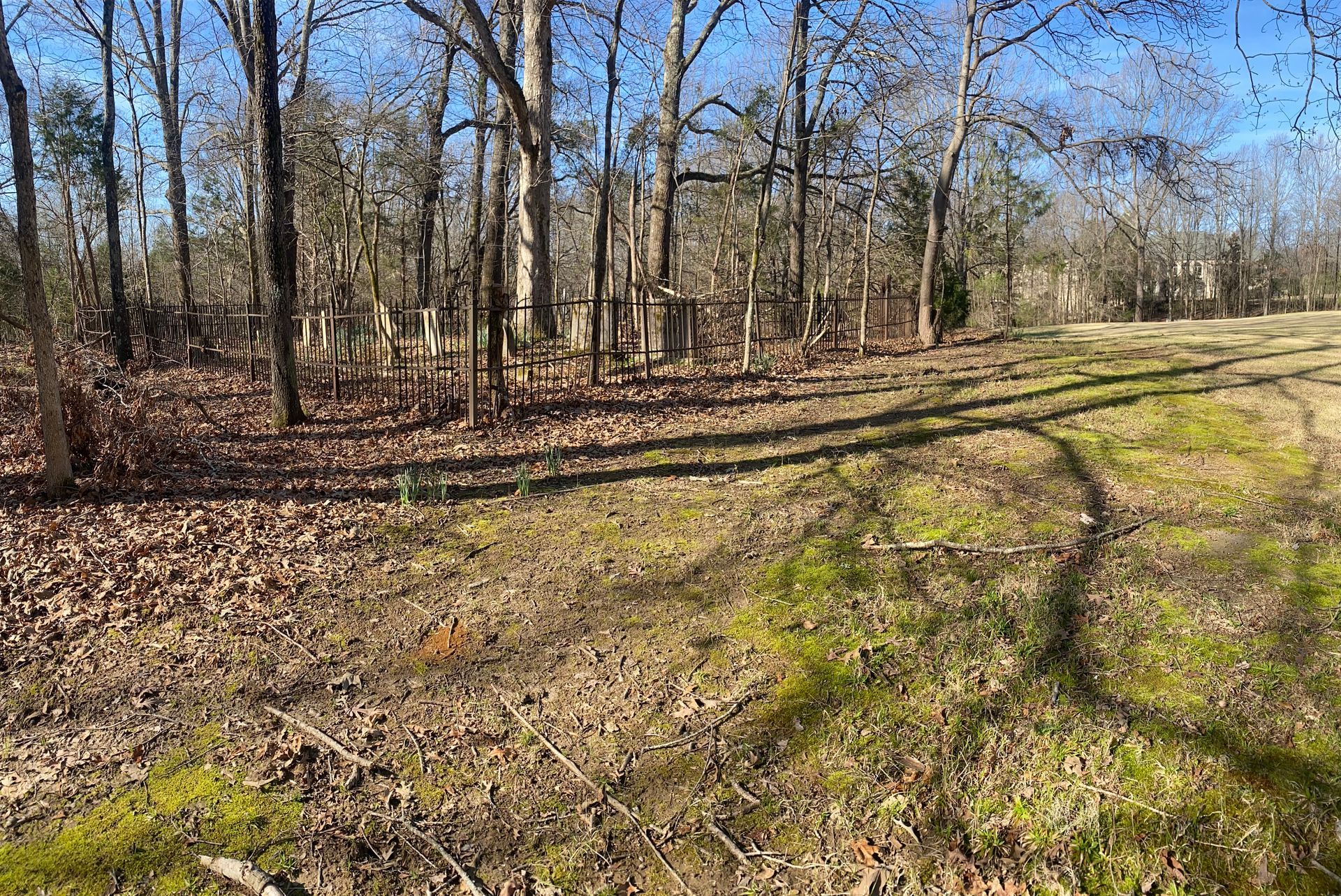 A dirt path transitions into a grassy field with trees and fallen leaves under a bright blue sky.