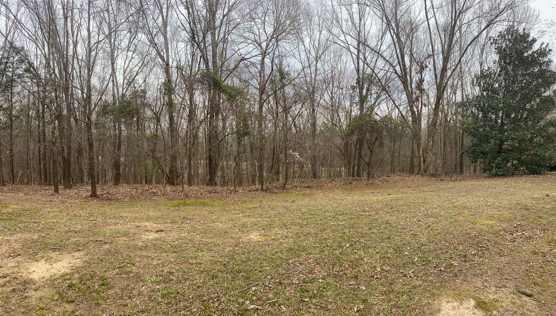 A grassy field in front of a line of bare trees under a cloudy sky.