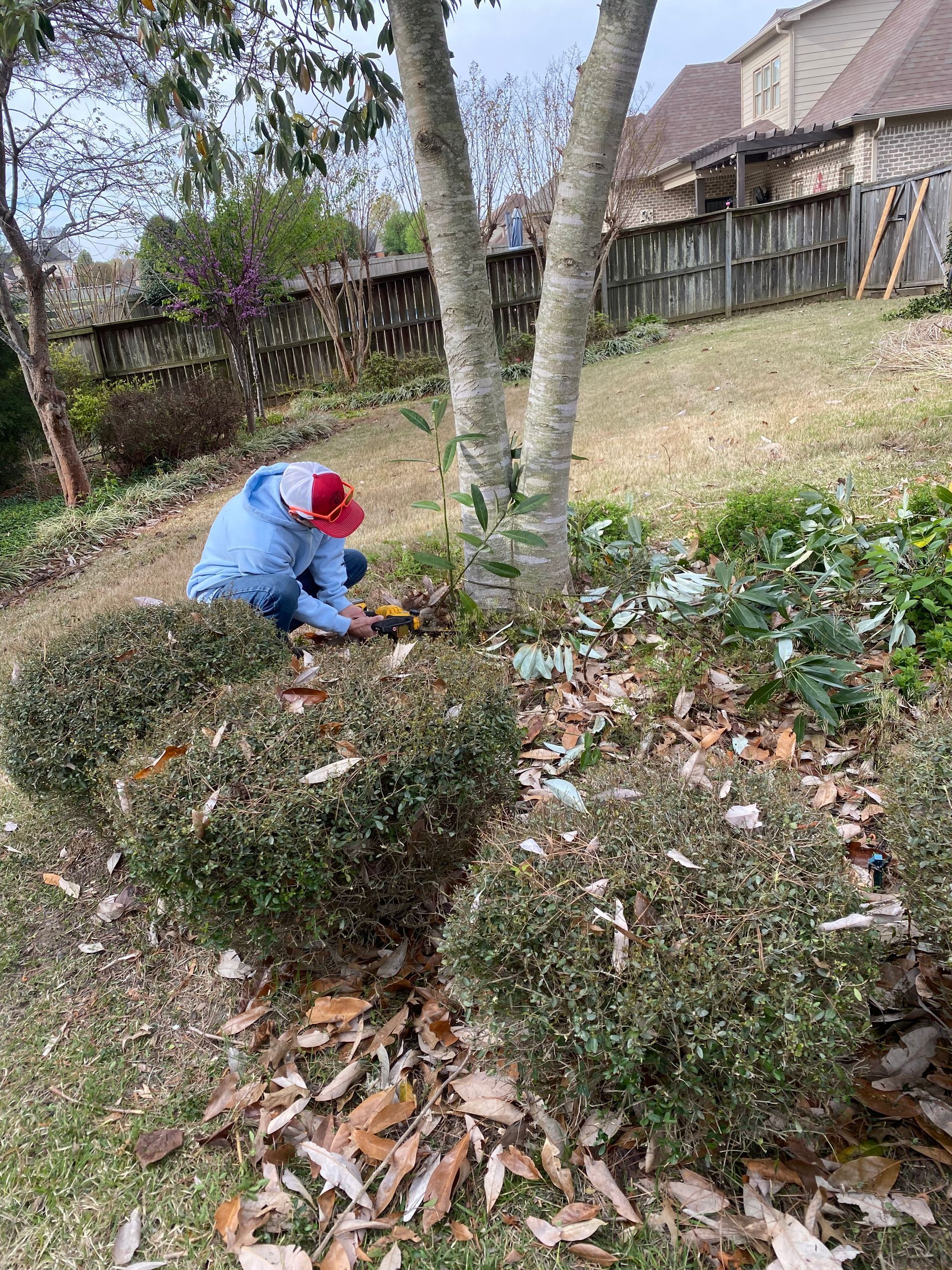 Person in a blue jacket and red hat pruning bushes in a backyard with a tree.