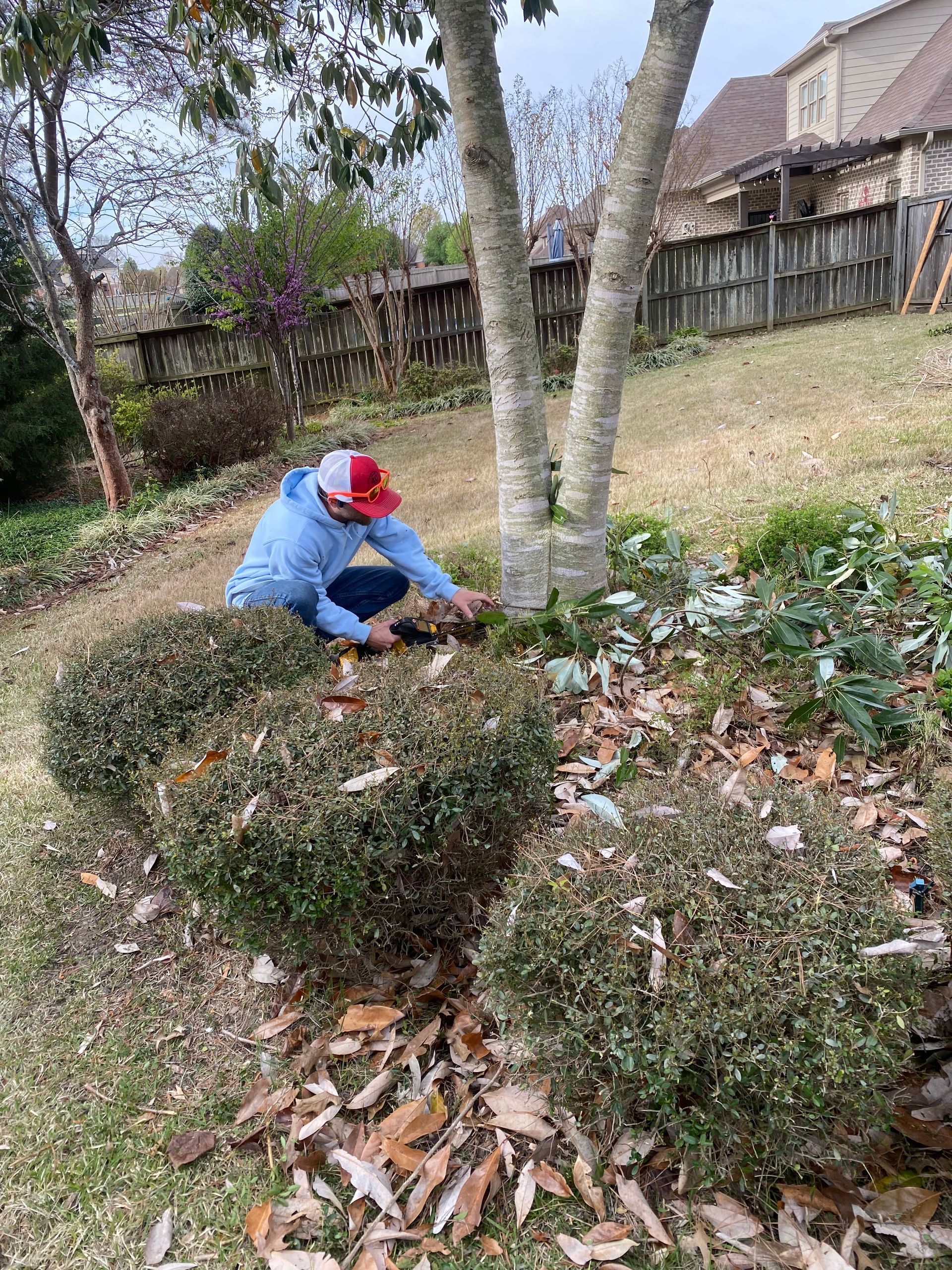A person wearing a blue jacket and red cap is working on bushes in a yard, near a tree and fence.