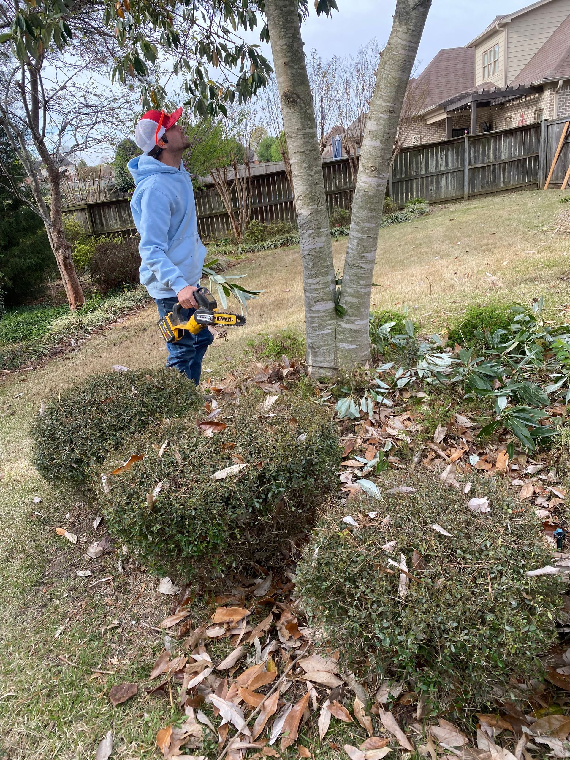 A person in a light blue hoodie trims a tree in a yard with boxwood bushes.