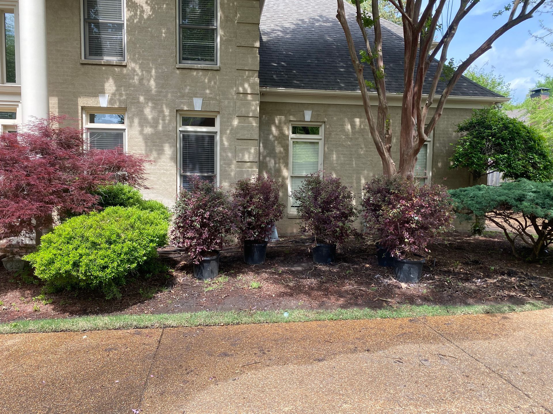 A house with a beige exterior has multiple dark red and green plants planted in front of it. The plants are in black pots, and the landscaping is freshly mulched.