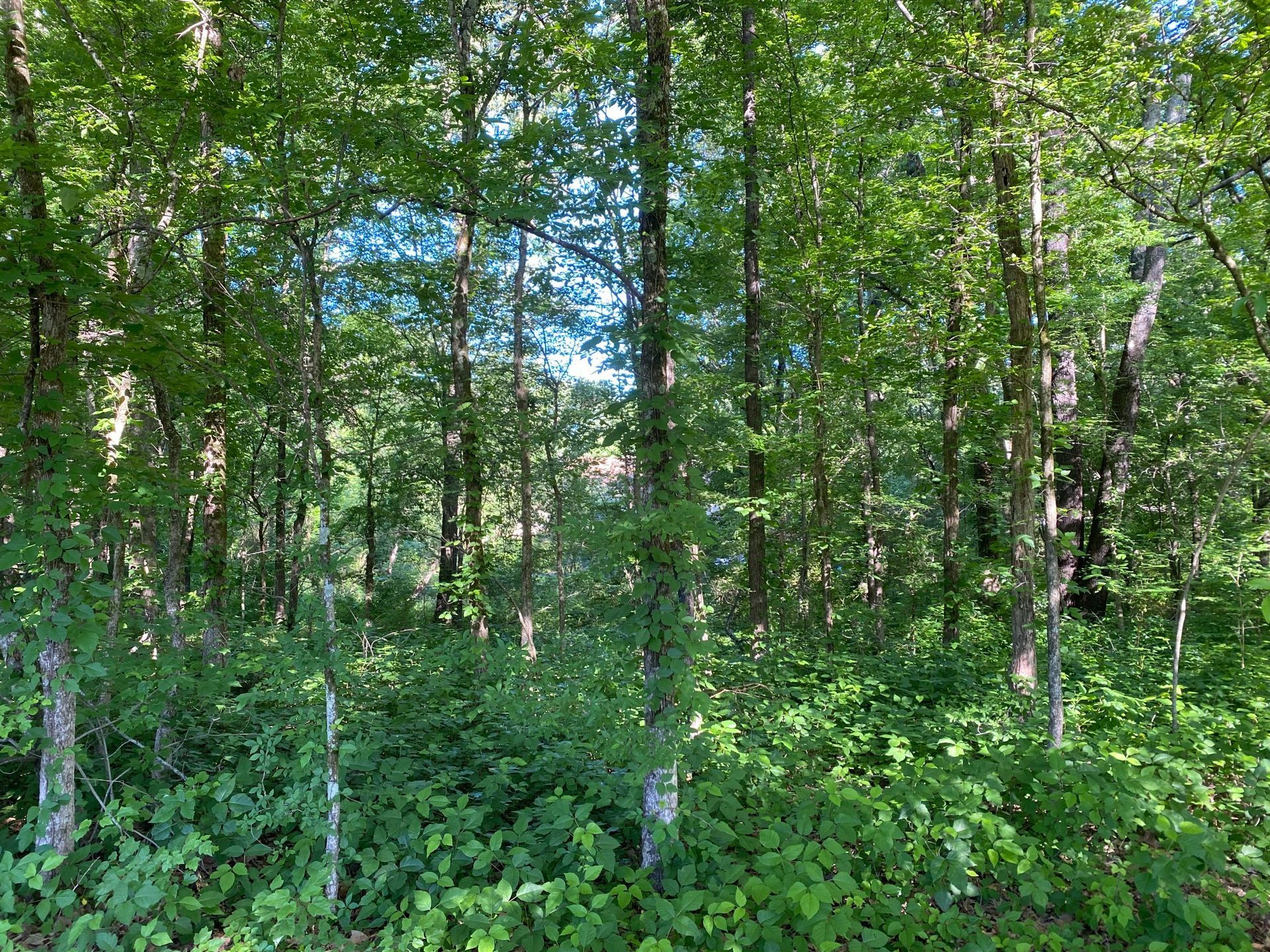 Lush green trees in a forest, with glimpses of blue sky peeking through the branches. Sunny day.