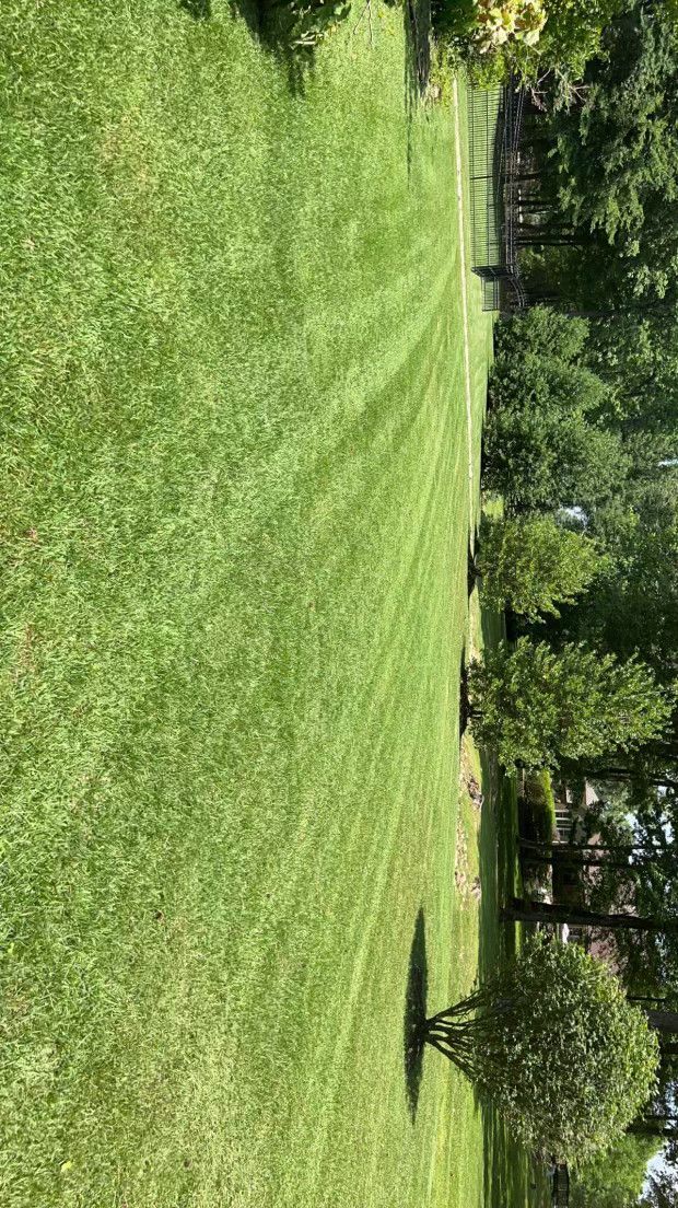 Green lawn with mowing stripes; trees and a fence are visible in the background, under a bright sky.