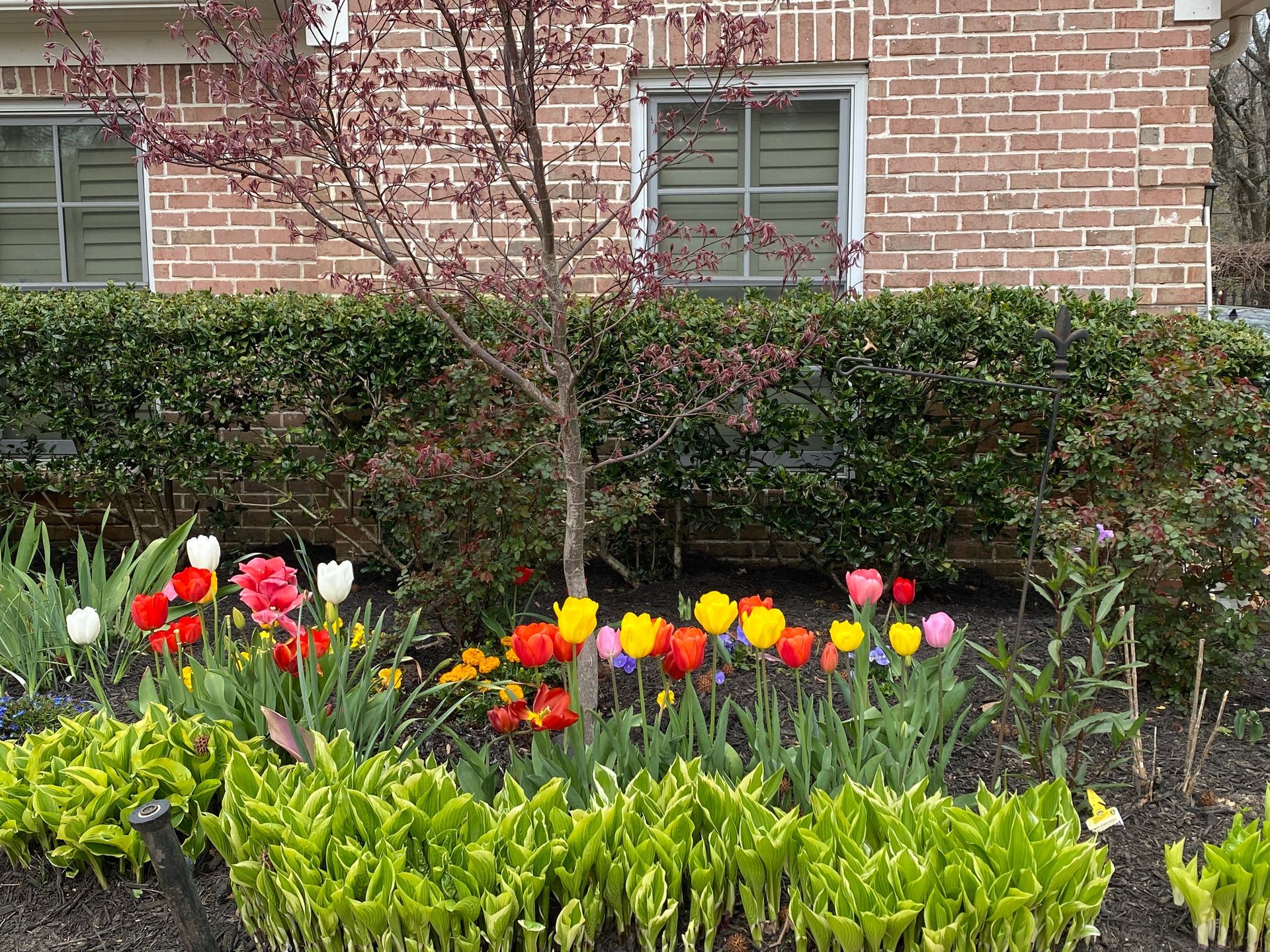 A flower bed in front of a brick building with colorful tulips, a small tree, and green shrubbery.