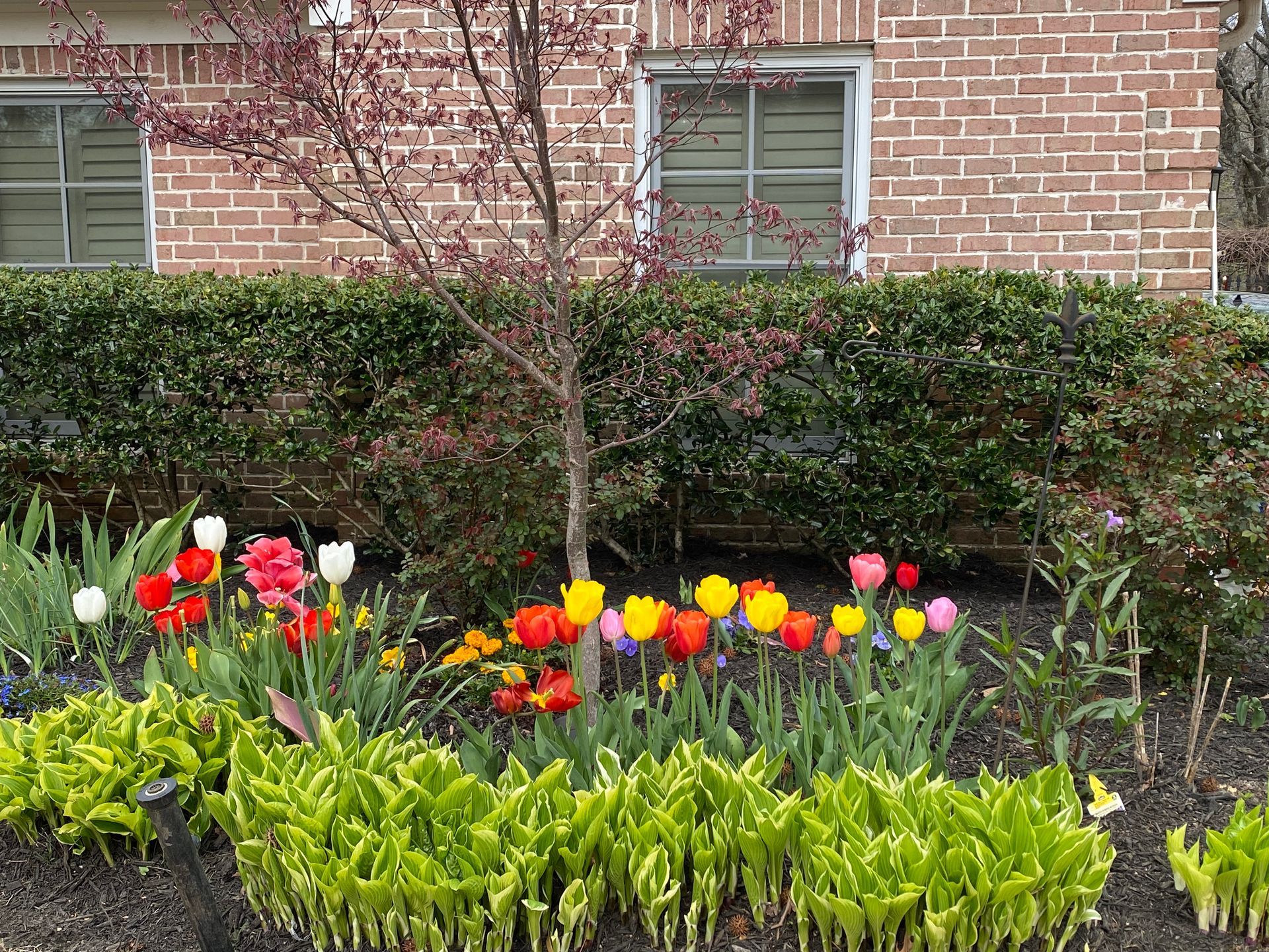 A colorful flower bed in front of a brick building; tulips in various colors bloom beneath a hedge and small tree.