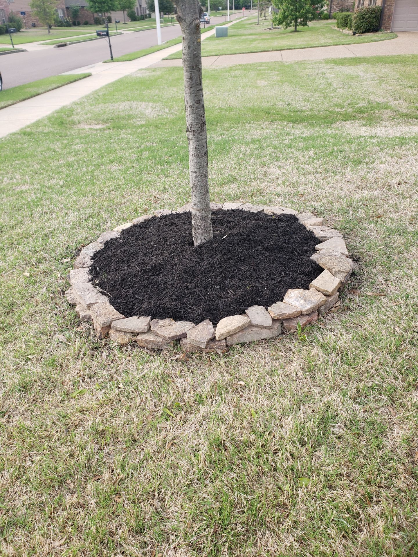 A tree surrounded by dark mulch within a circular border of light-colored bricks in a grassy yard.