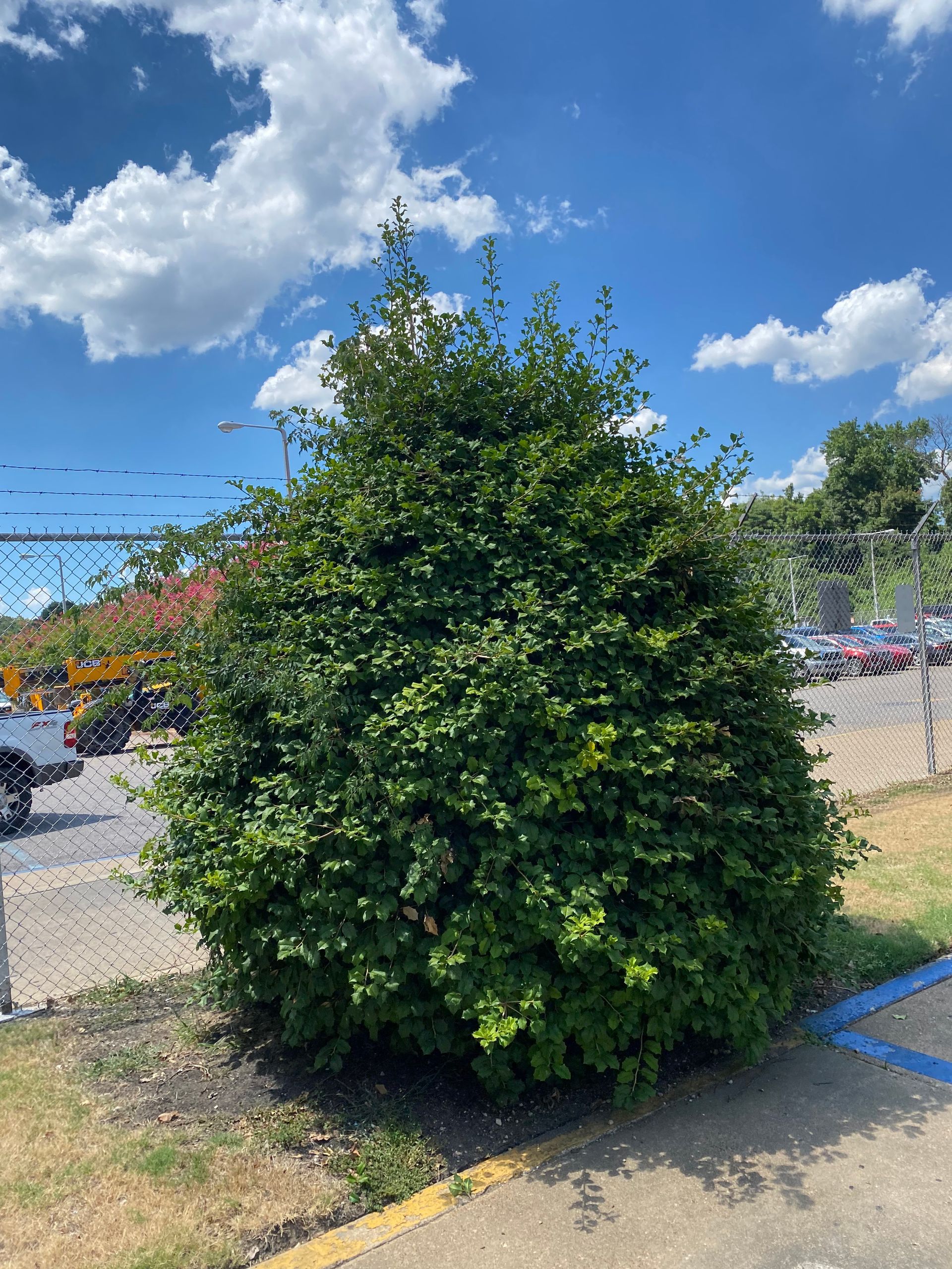 A medium-sized, leafy green bush against a blue sky with puffy white clouds, sitting near a curb and parking lot.