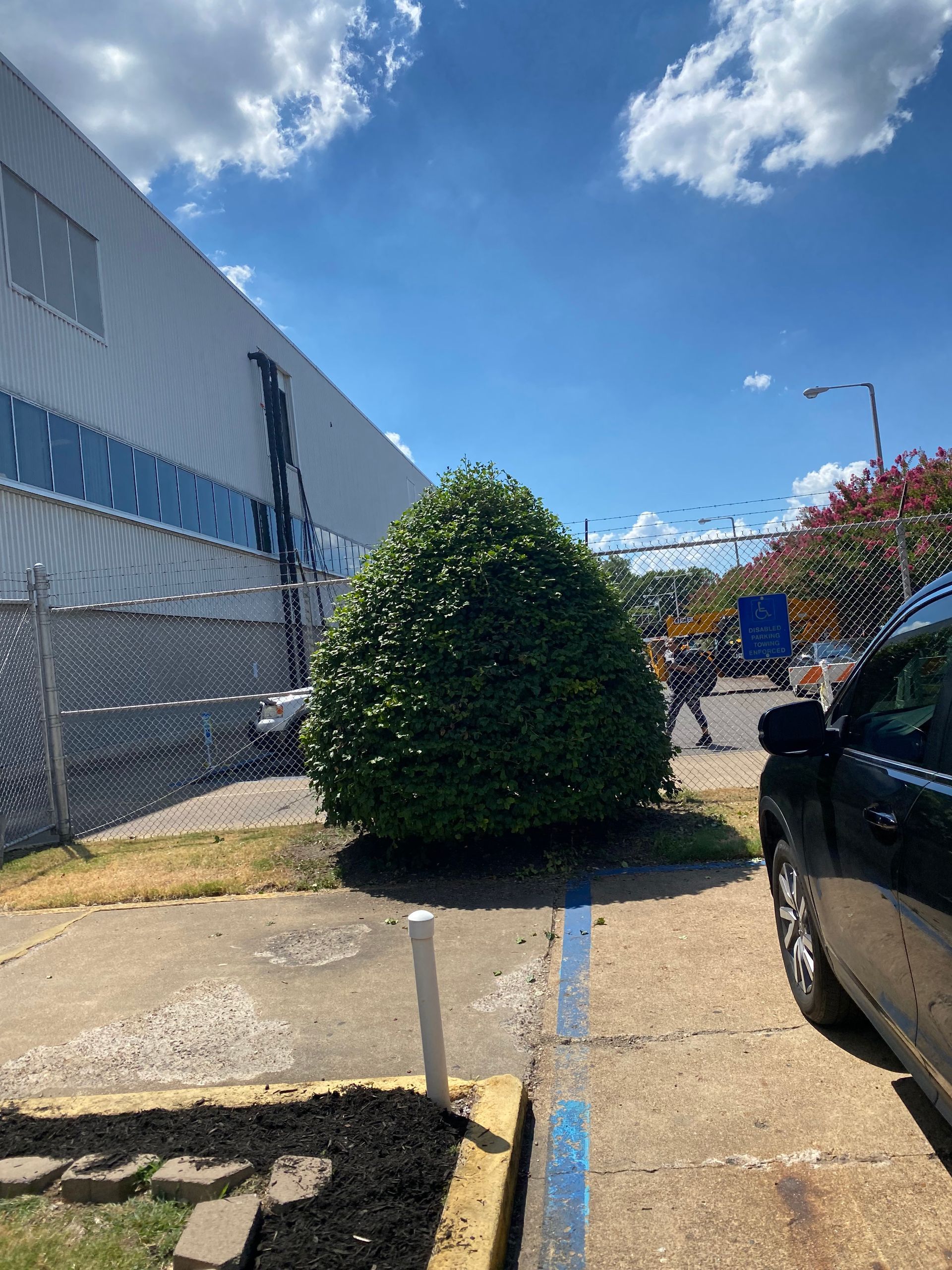A green, cone-shaped bush sits next to a building with a blue accent. A car is parked on the right, with a blue sky and clouds overhead.
