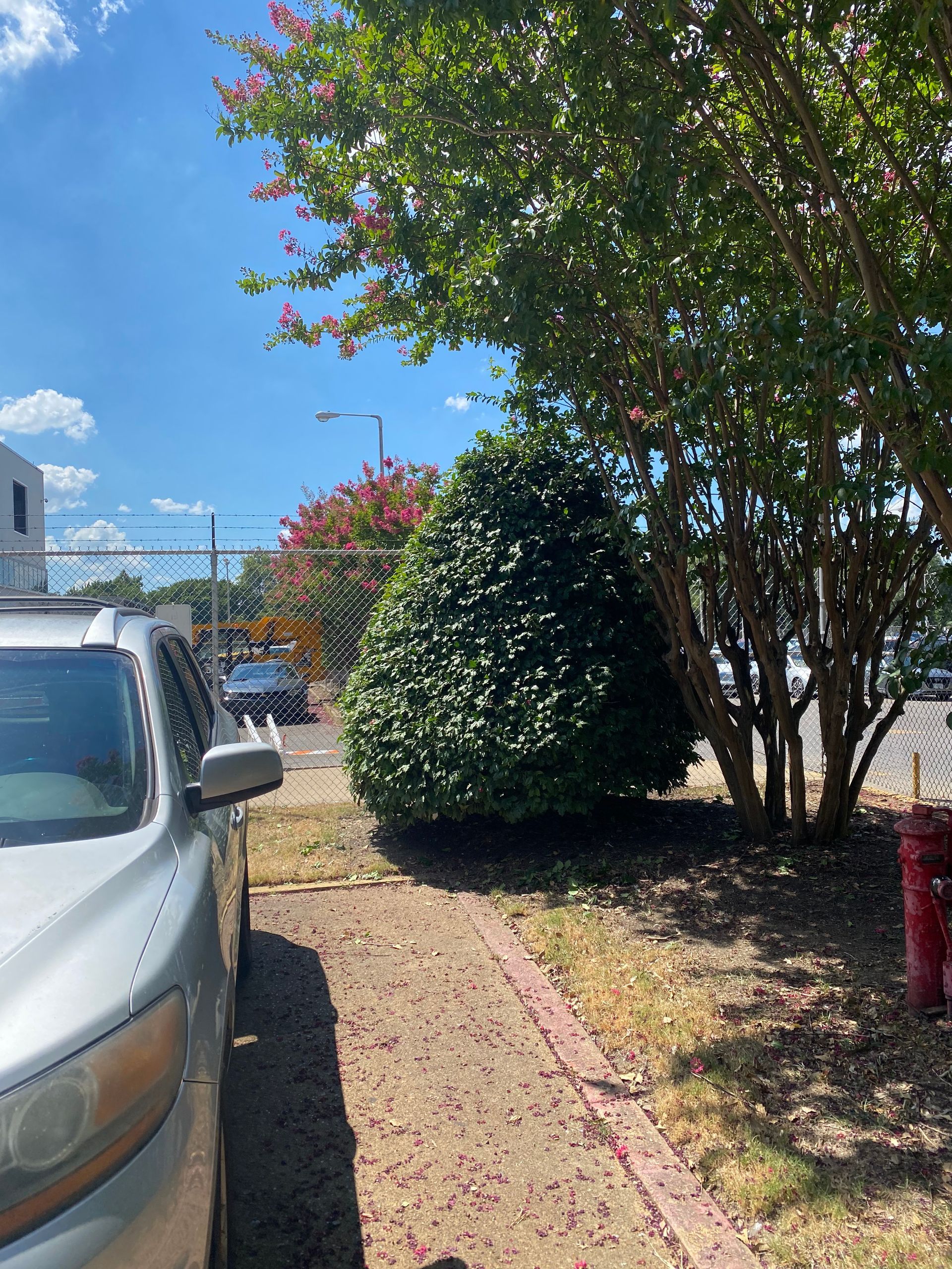 A silver car parked next to a paved path and a large, dark green bush with pink flowering trees in the background under a blue sky.