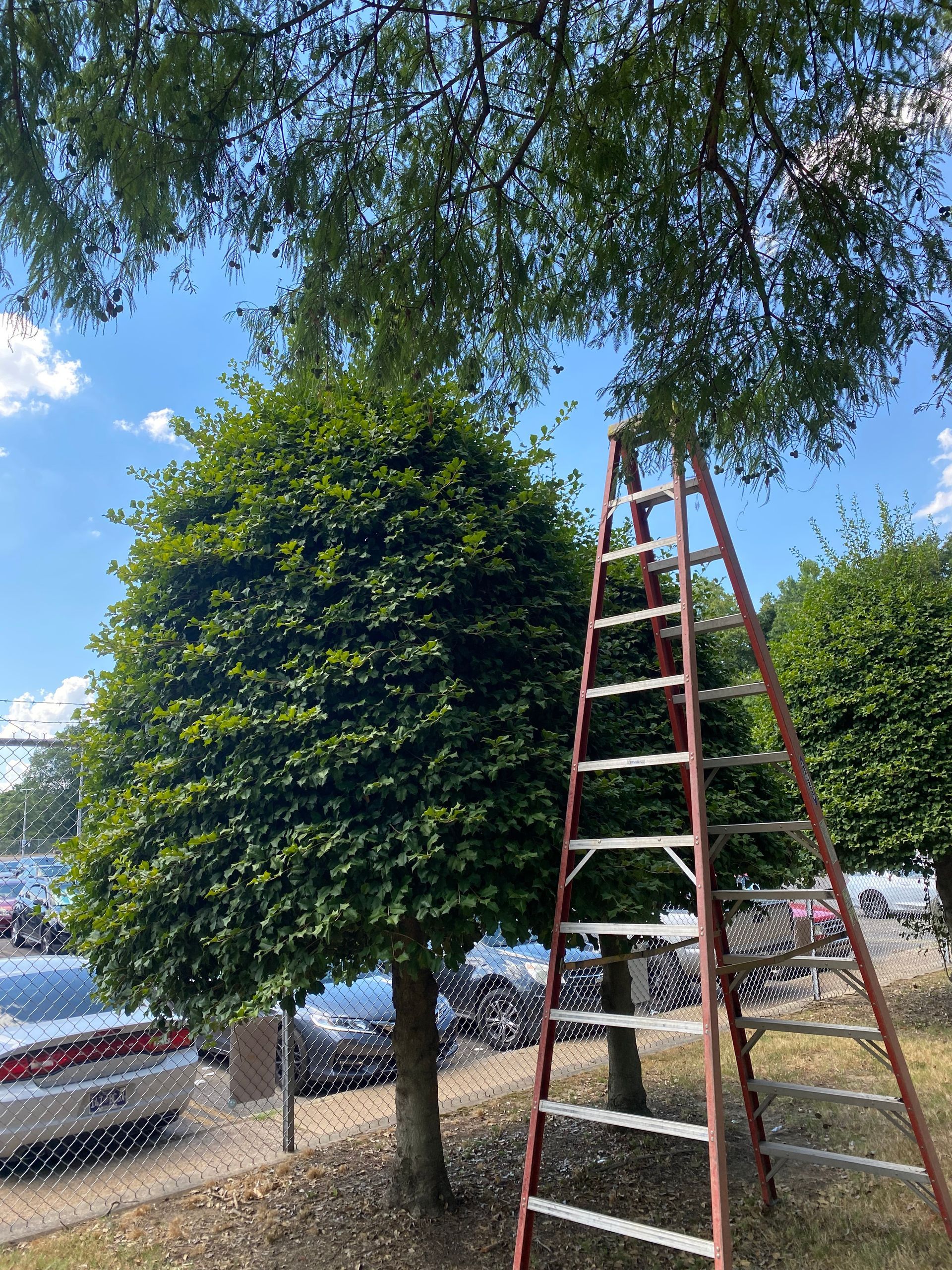 A ladder leans against a tree, with someone presumably pruning it under a bright blue sky. Cars are parked nearby.