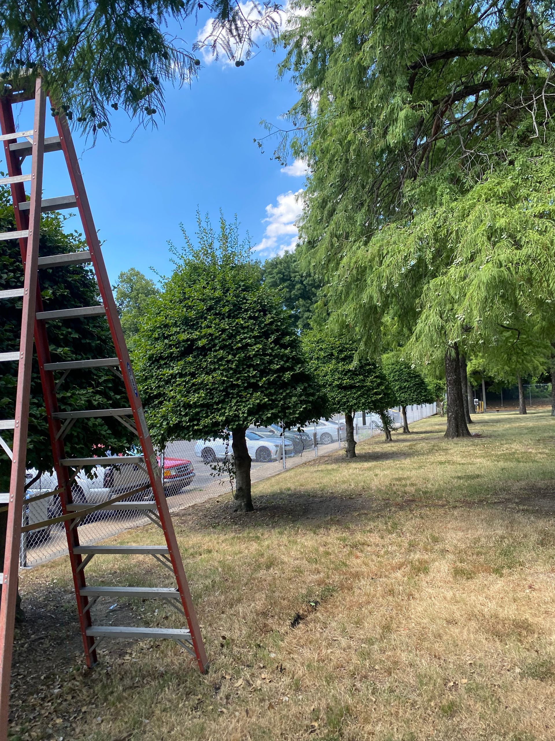 A tall red ladder leans against a tree under a bright blue sky, with other trees and a grassy area in the background.