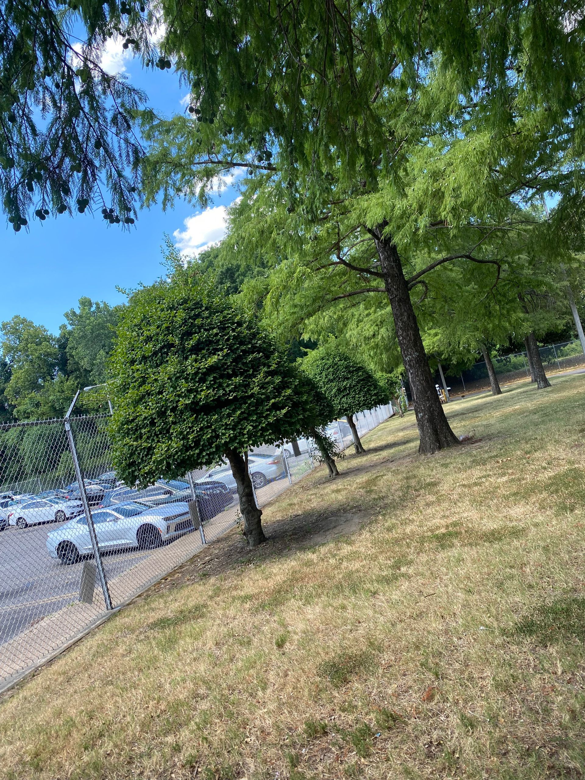 Trees line a grassy slope with cars parked behind a chain-link fence on a sunny day.