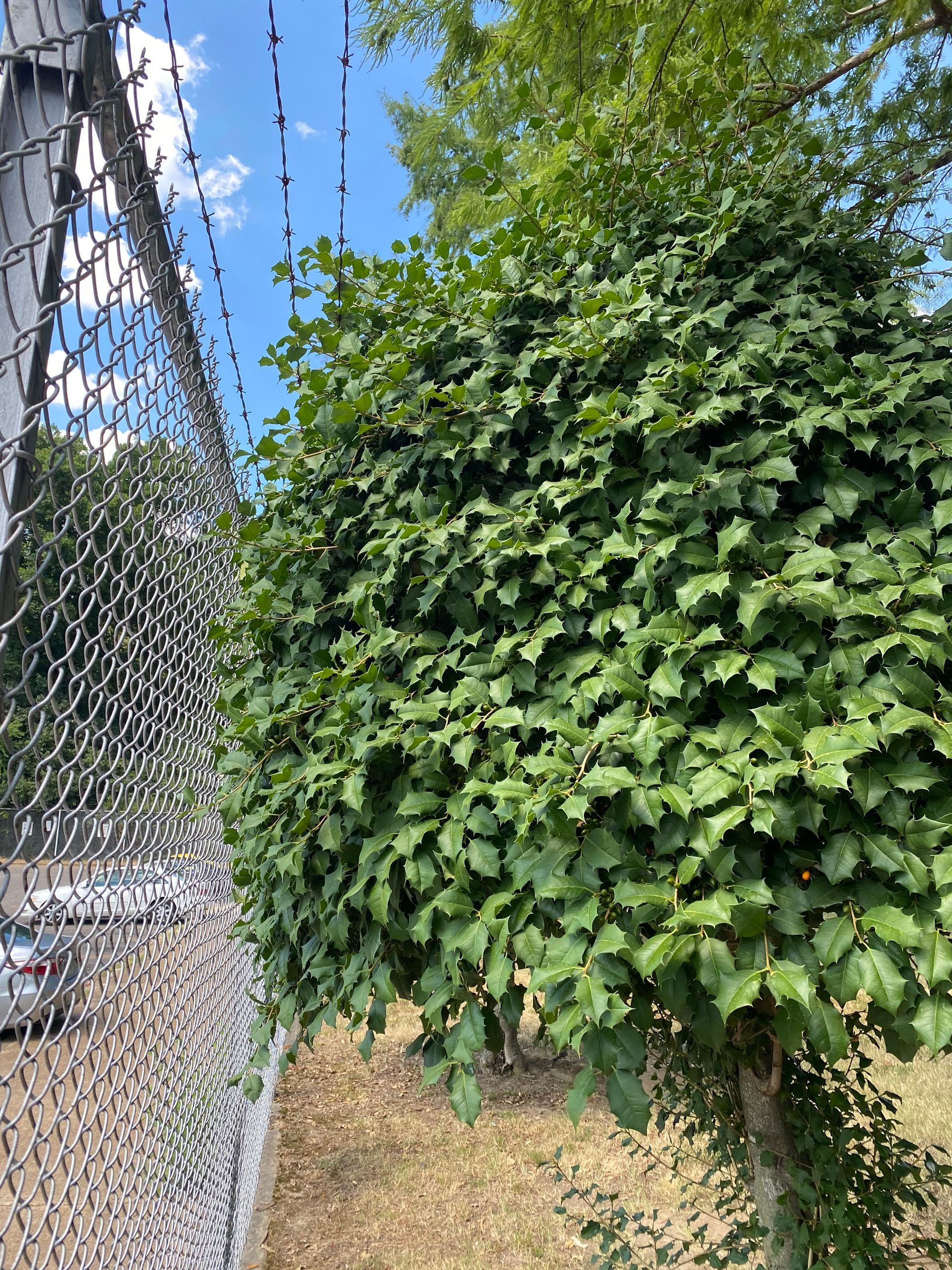 A tree with dense green leaves next to a chain-link fence on a sunny day.