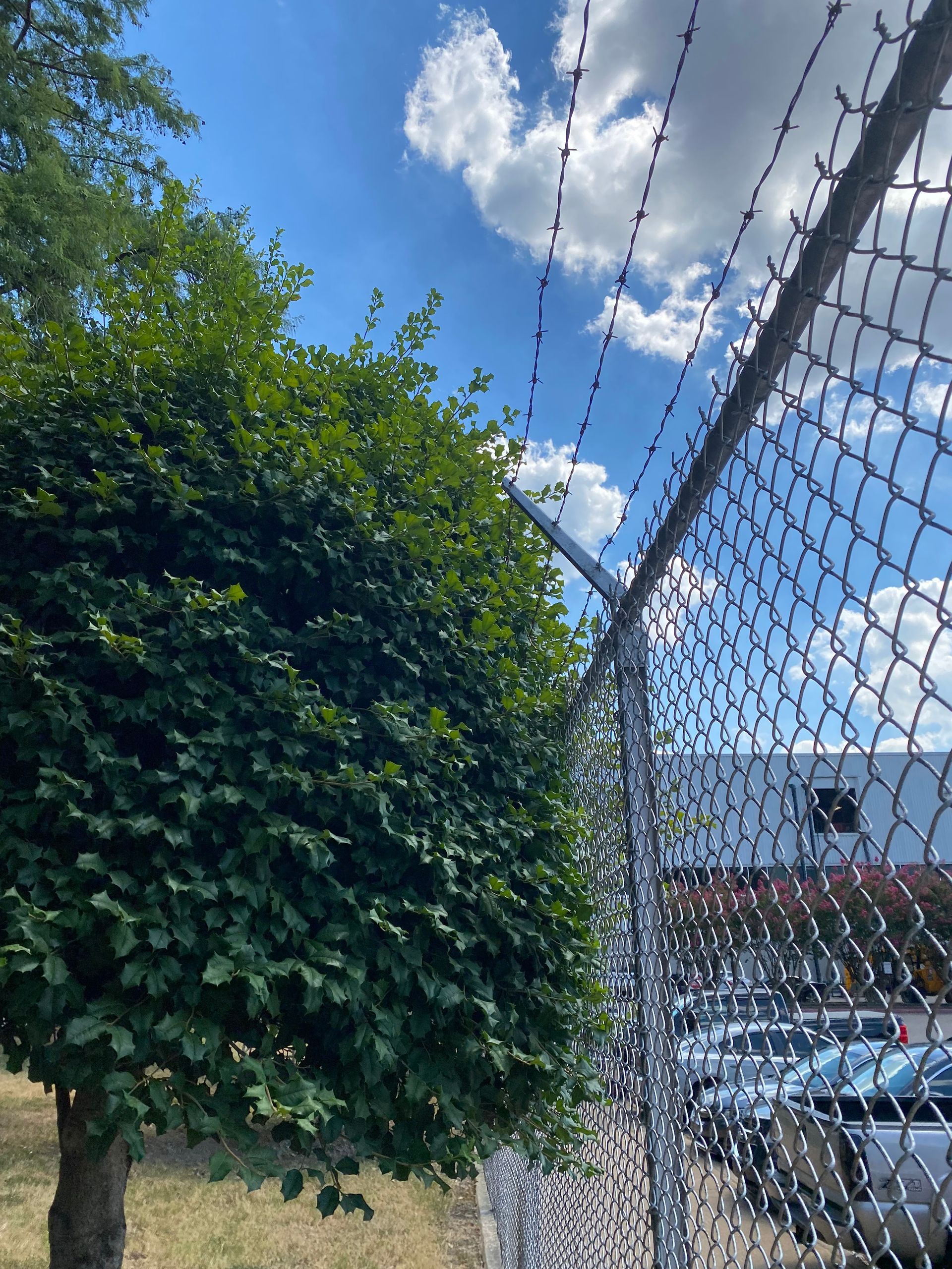 Chain-link fence with barbed wire, partially obscuring a green tree against a blue sky with clouds. Vehicles visible on the other side.