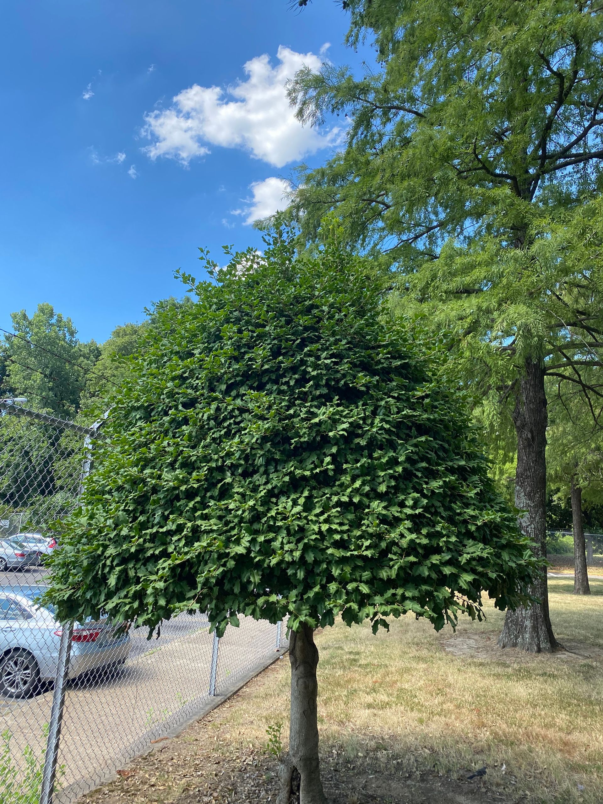 A small, neatly trimmed tree with dense green leaves stands in a park under a blue sky. Other trees and a parking lot are in the background.