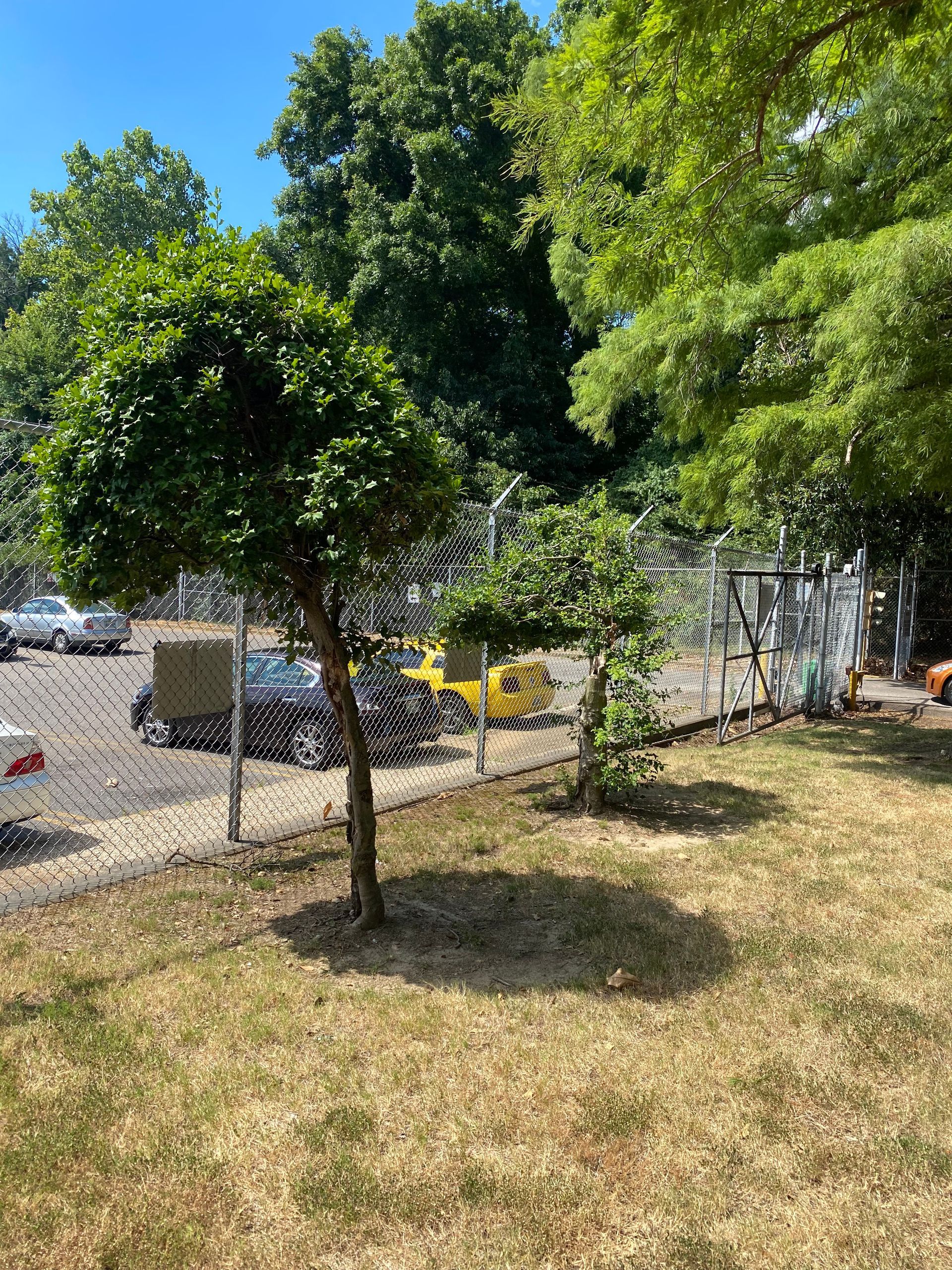 A sunny outdoor scene with small, green trees in front of a fence and parked cars. Brown grass and green trees in the background.