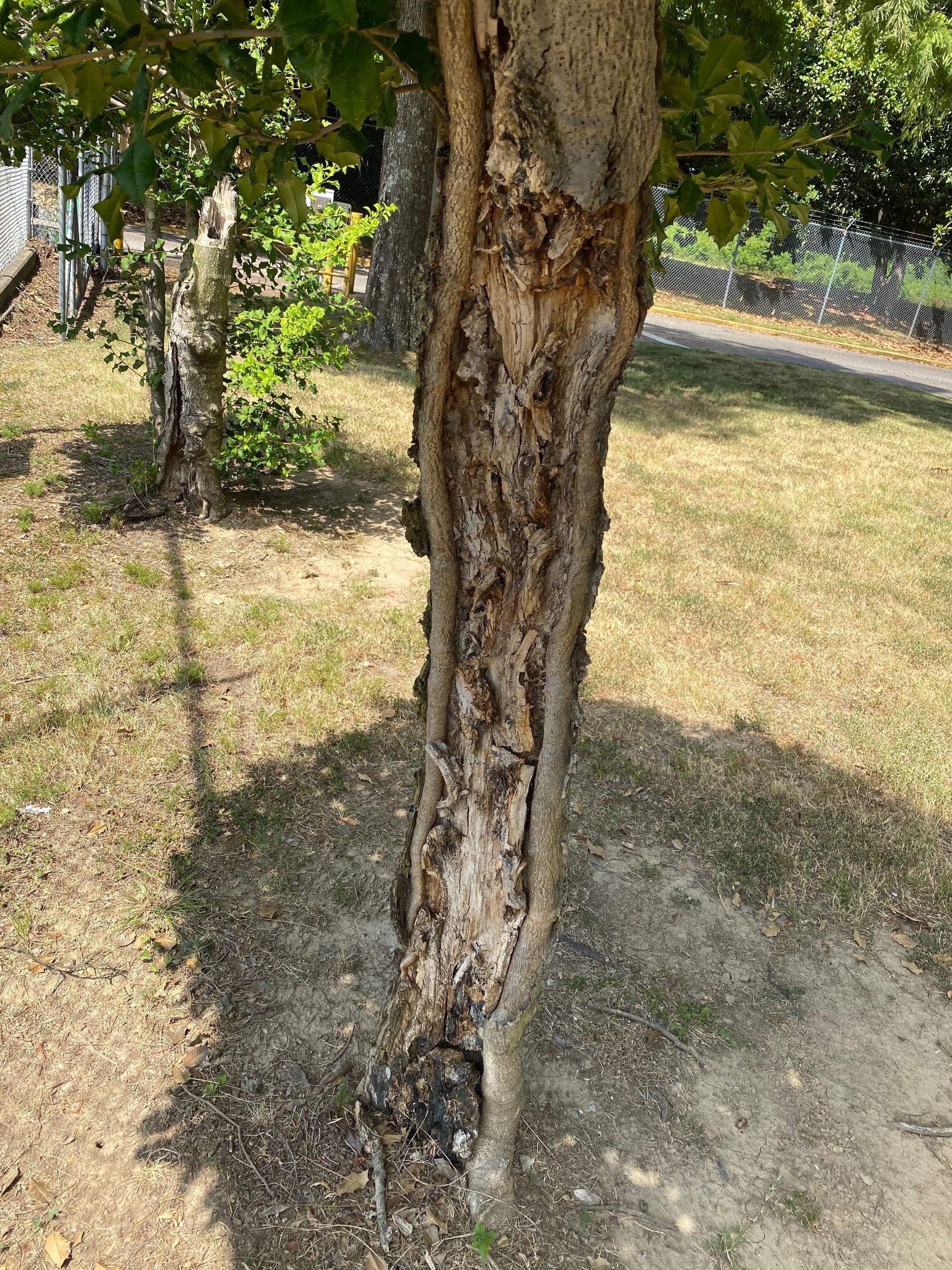 Tree trunk with damaged bark, on a grassy area, and a partially visible sidewalk.