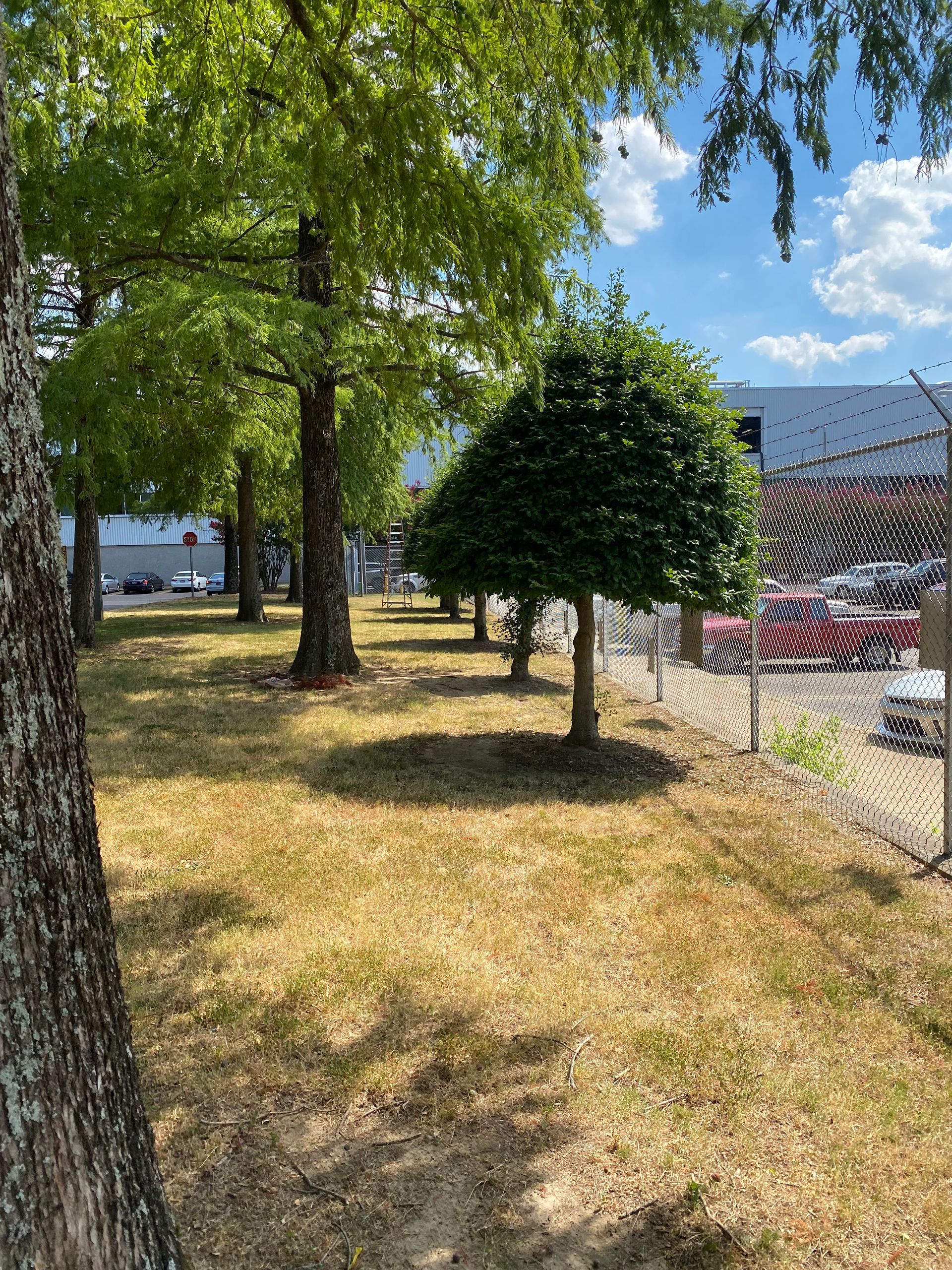 Lush green-leafed trees in a park-like setting with dry grass and a rounded tree. A fence and vehicles are in the background.