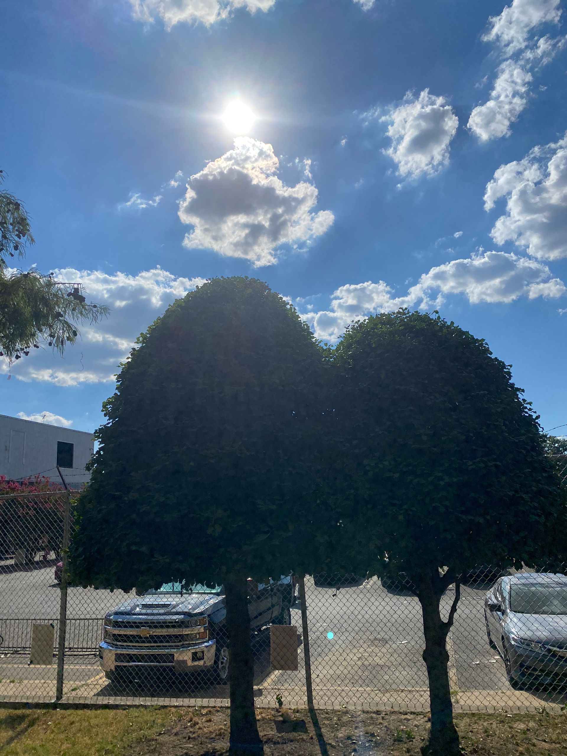 Two rounded trees with dark green foliage under a bright sun and partly cloudy blue sky, set near a fence and parked vehicles.