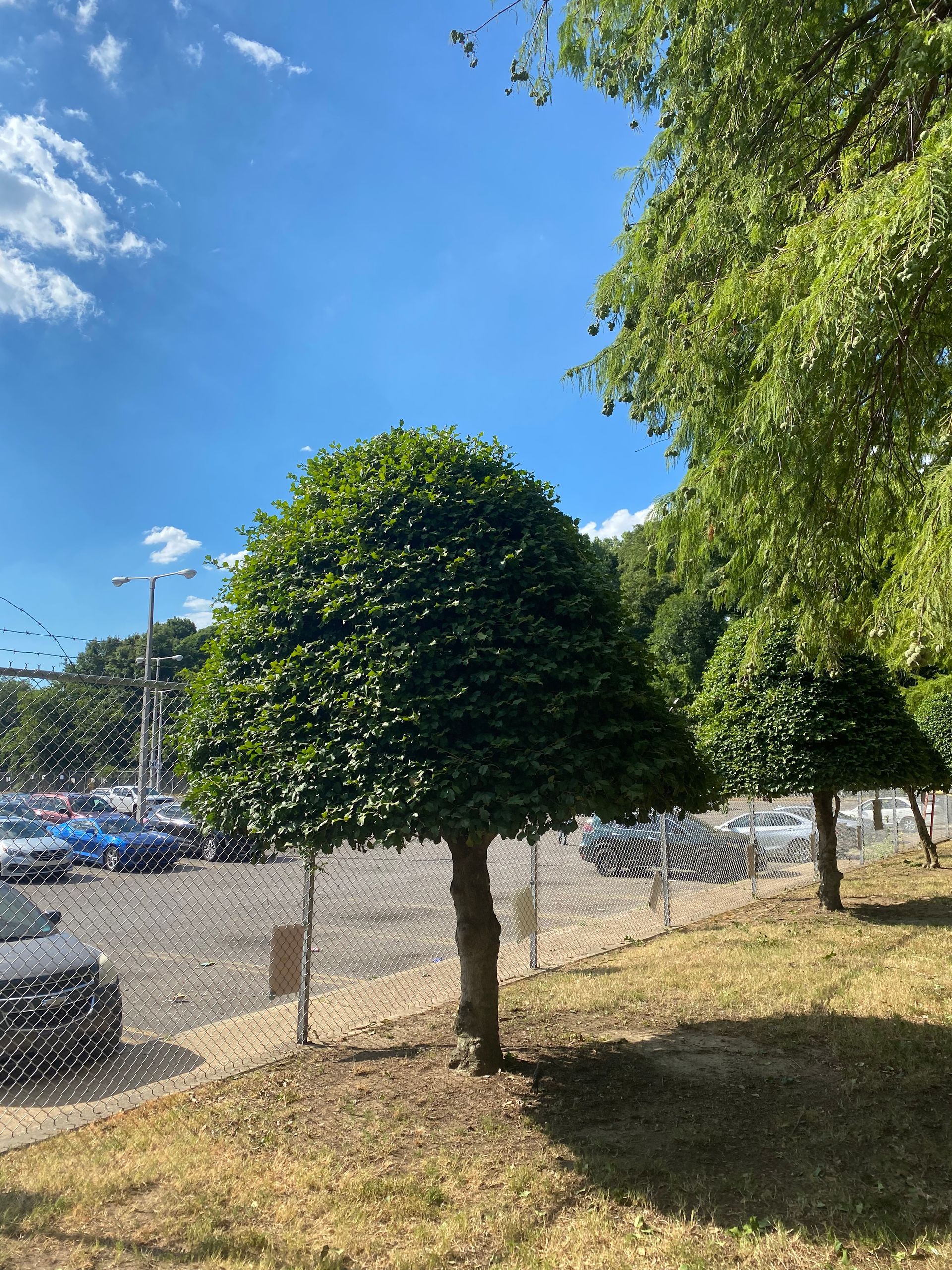 Two small trees with rounded green canopies stand in front of a parking lot under a bright blue sky.