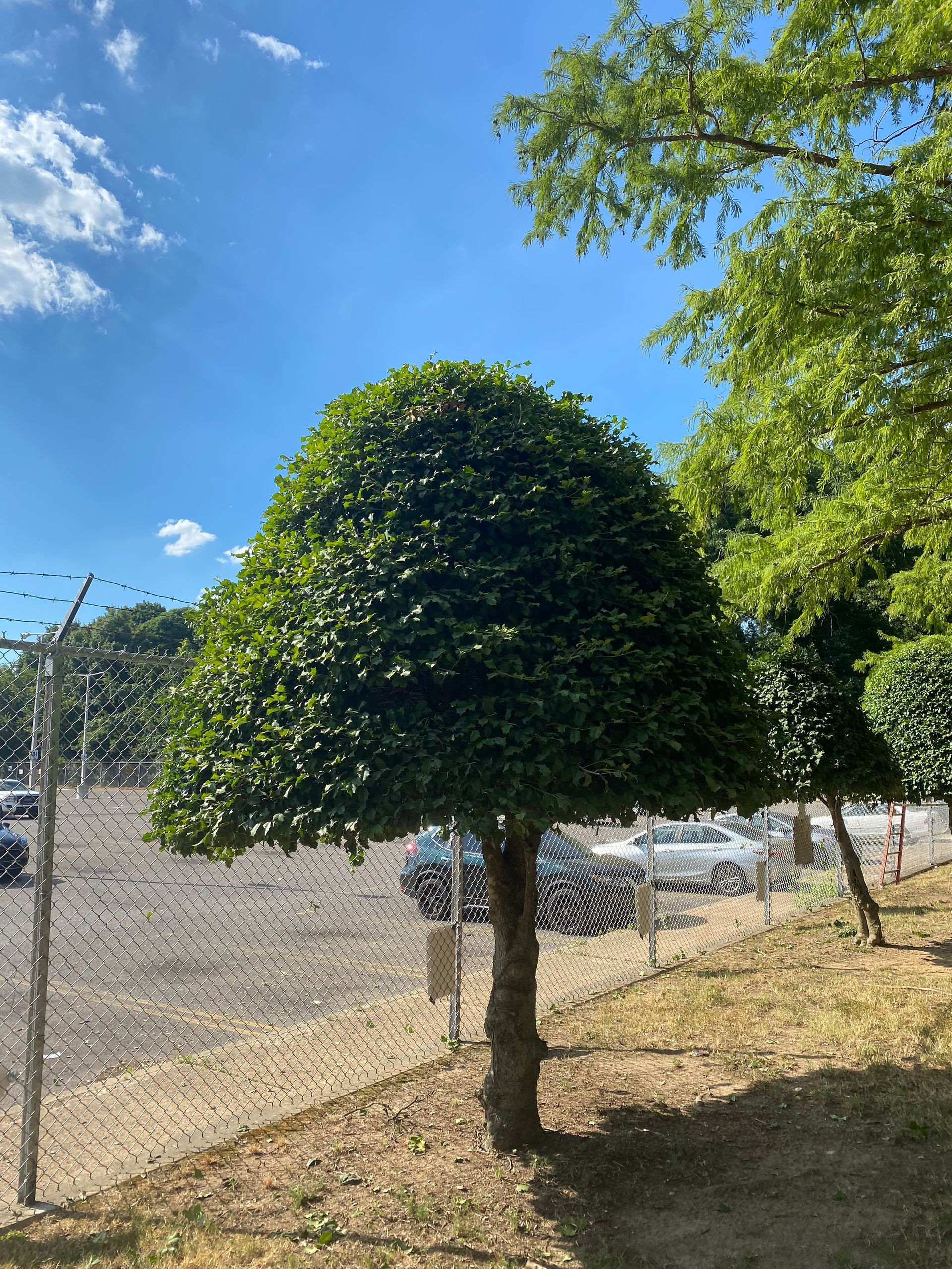 A neatly trimmed tree with a rounded crown stands in a grassy area next to a parking lot under a blue sky.