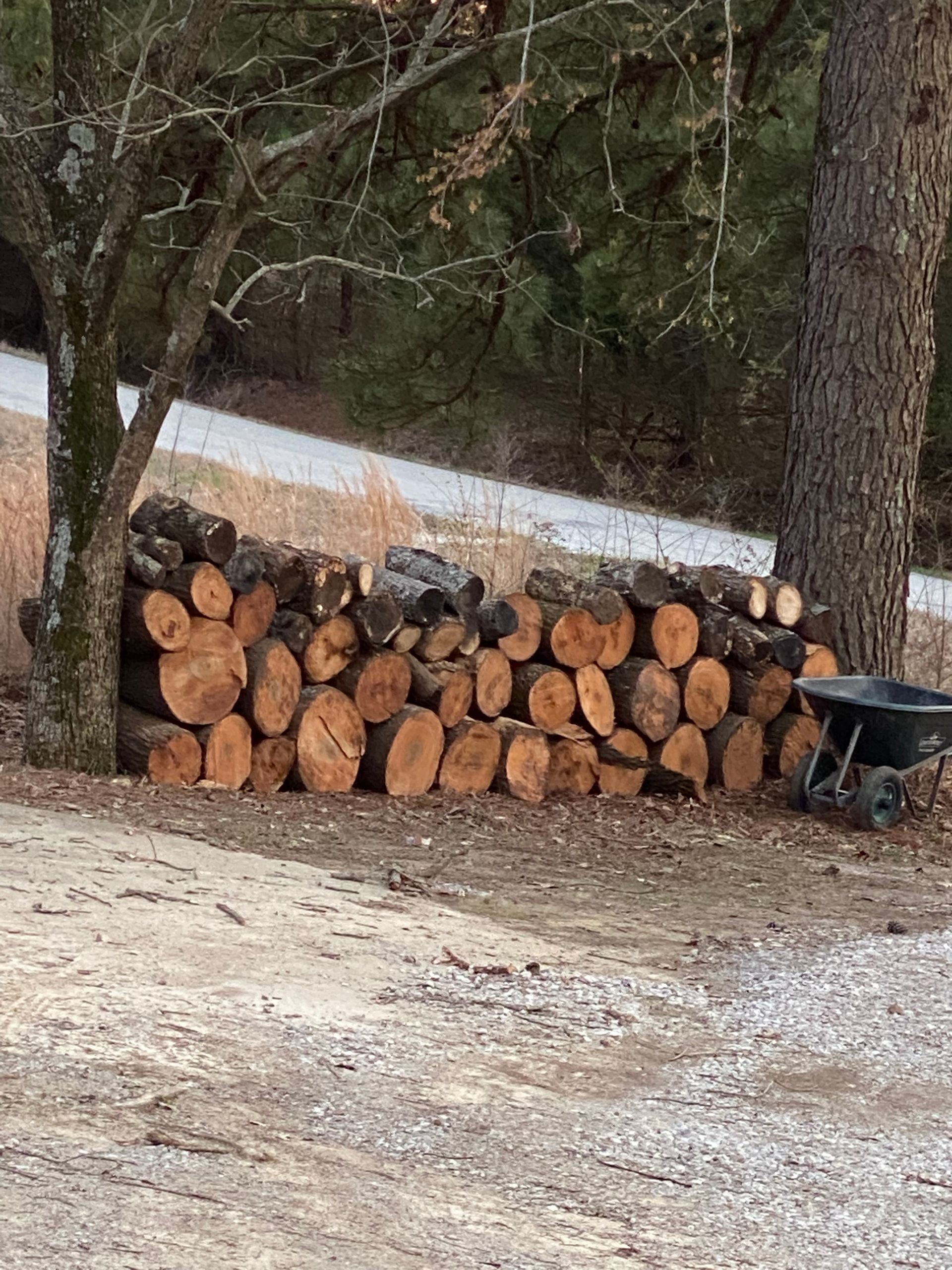 Pile of firewood stacked beside two trees, with a wheelbarrow nearby.