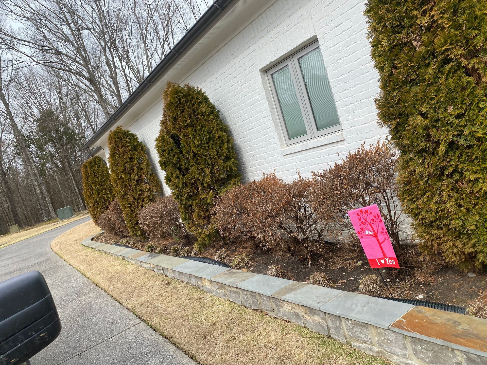 Row of evergreen trees and shrubs in front of a white brick building, next to a driveway.  A pink sign is in front of the shrubs.