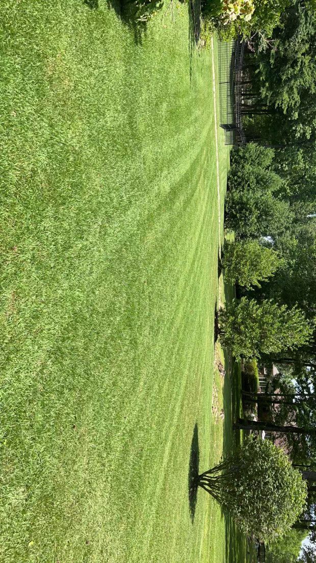 Lush green lawn with freshly mowed stripes. A small tree casts a shadow in the foreground, with trees and a fence in the background.