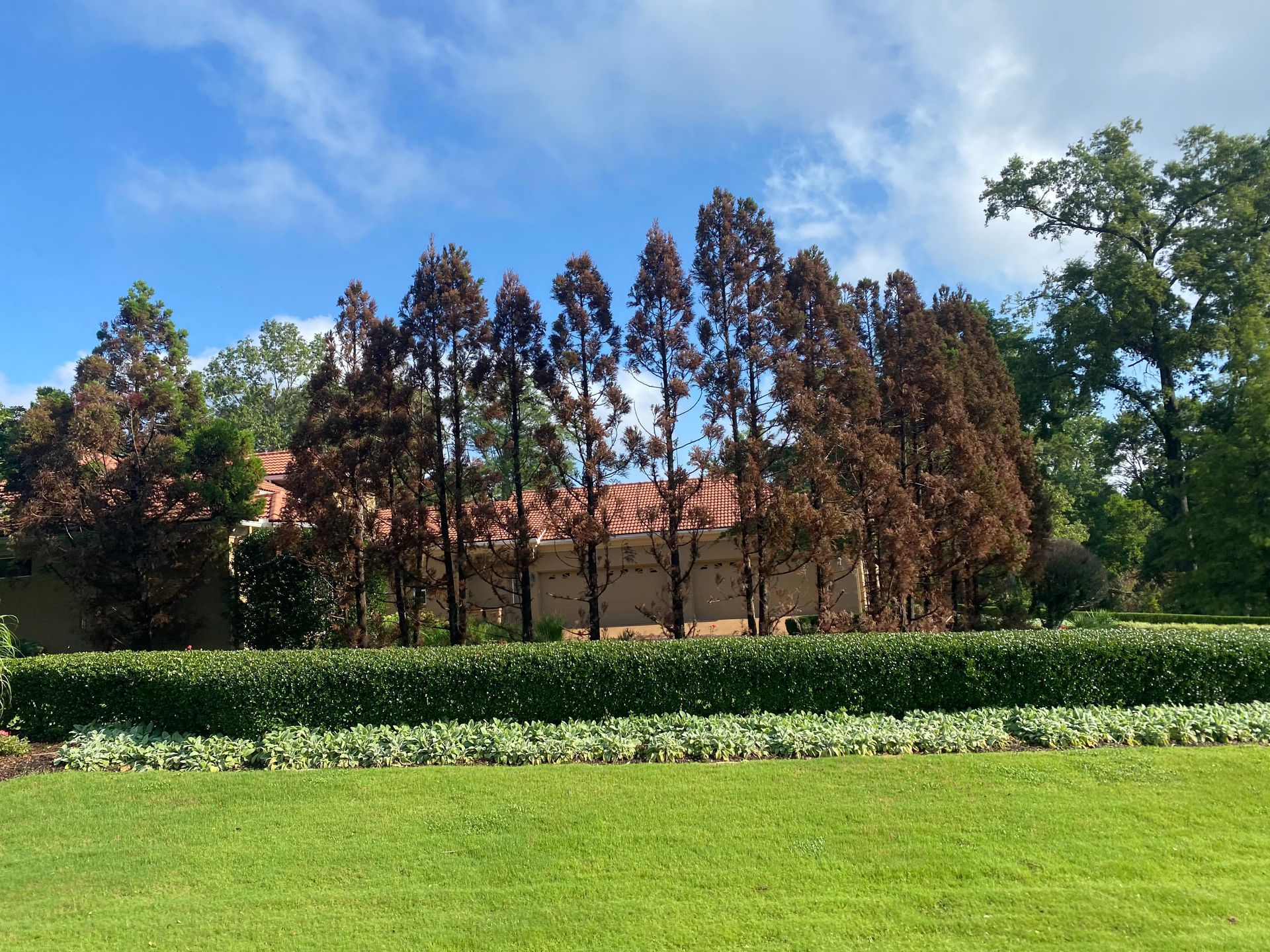Row of brown-leaved trees in front of a building with a red-tiled roof, set against a blue sky, and a well-manicured green lawn and hedge.