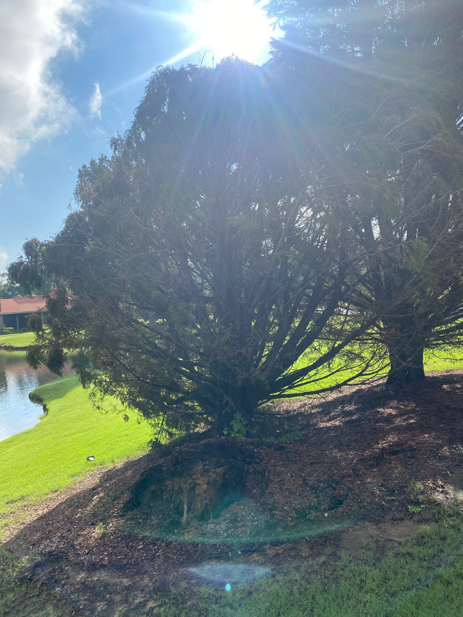 Bright sunlight streams through a large tree casting shadows on the ground, beside a lake.