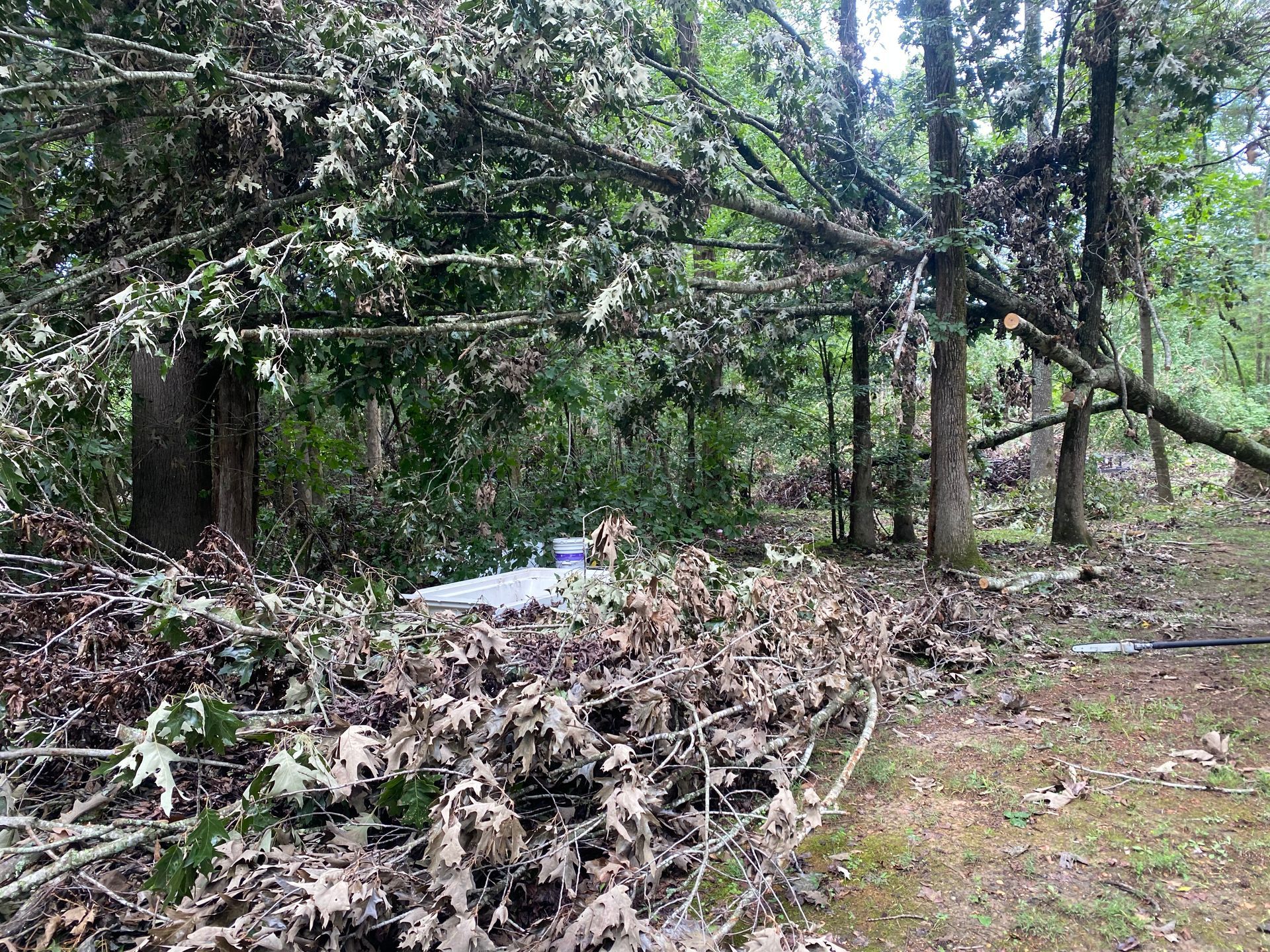 Fallen tree branches and leaves litter a grassy area in a forest, with a white object partially visible beneath.