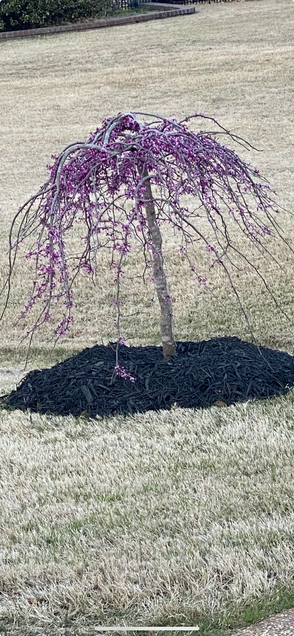 A small weeping tree with purple blooms is surrounded by black mulch on a grassy lawn.
